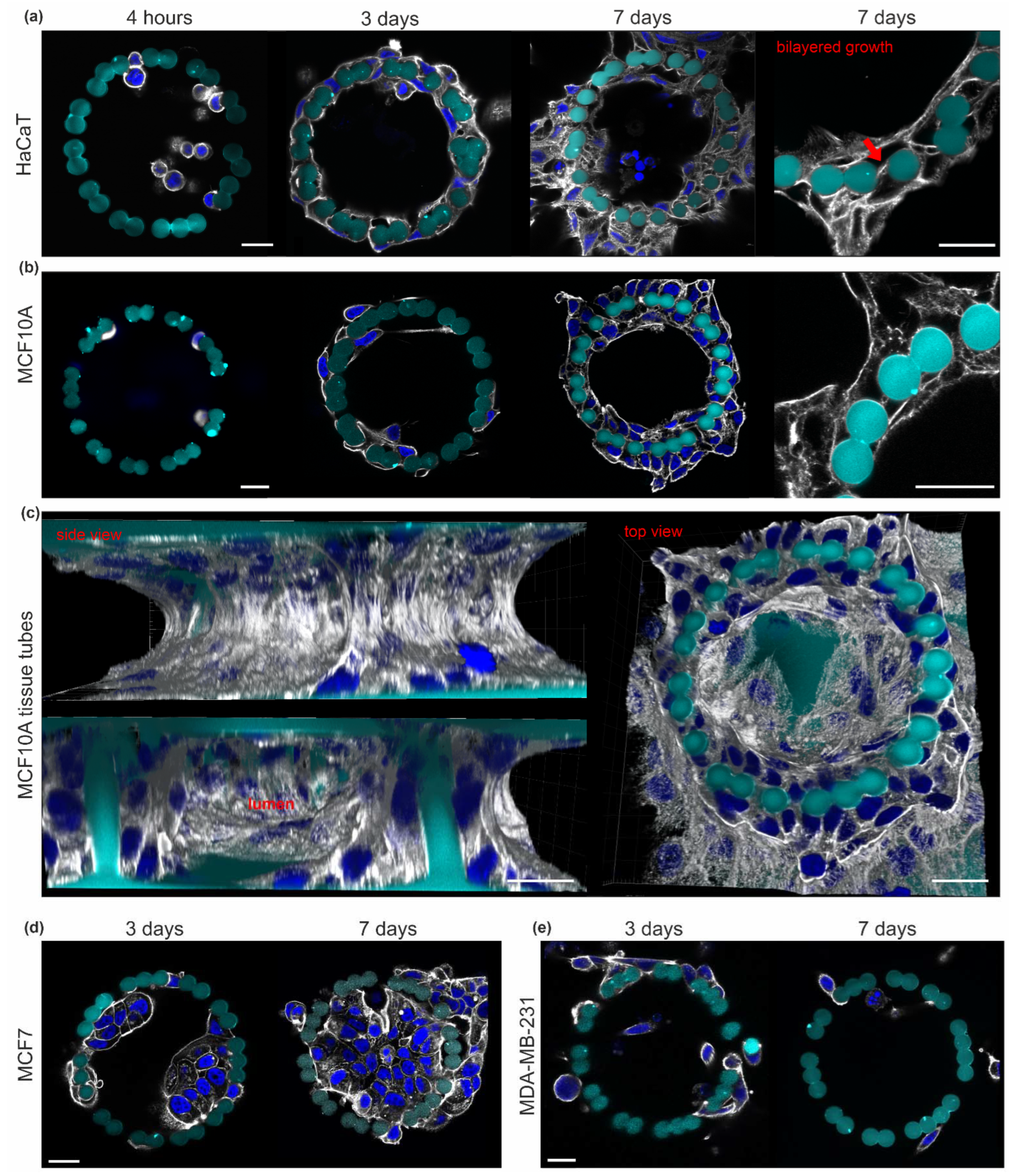 Cells 12 01256 g002 Cells 12 01256 g002