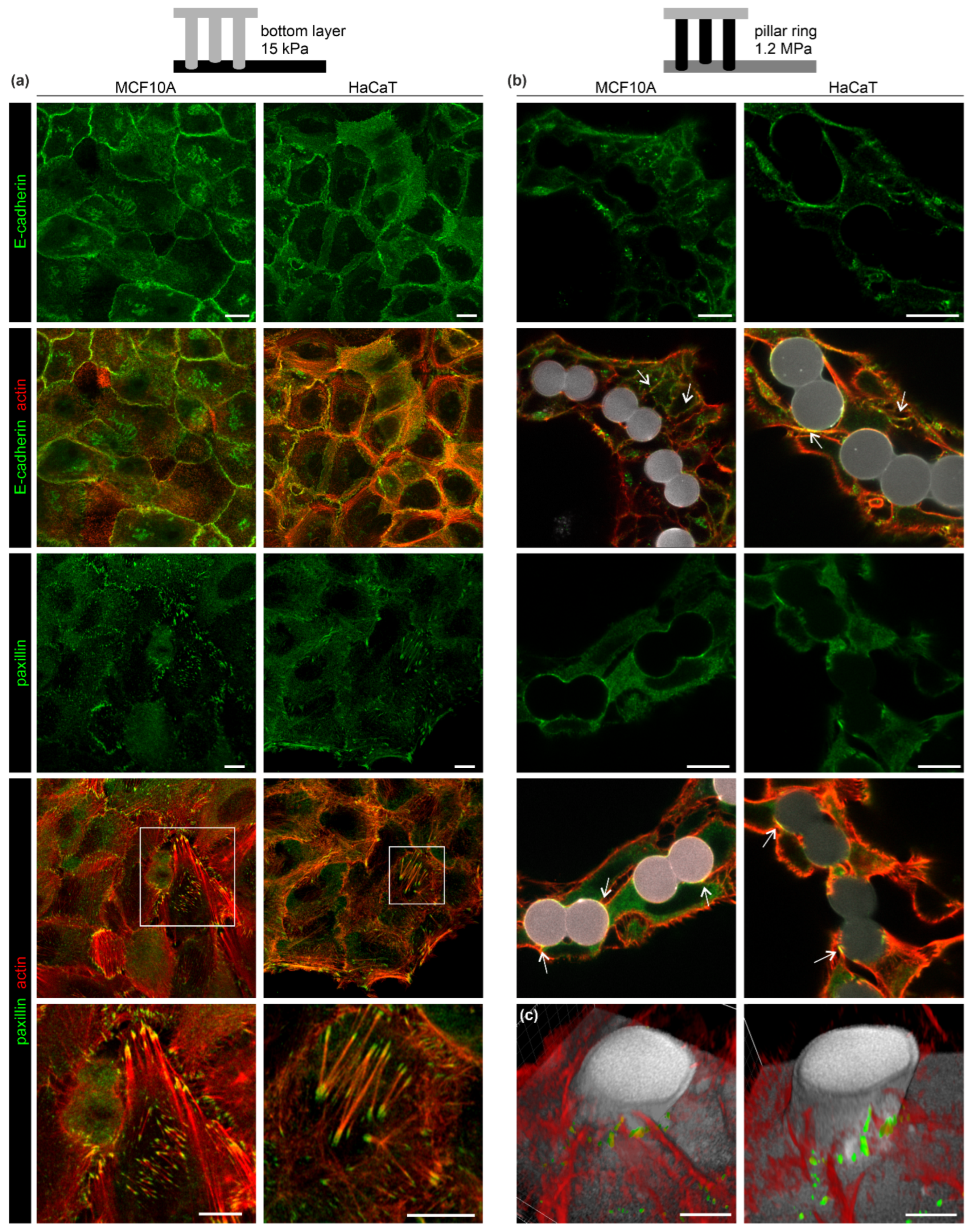 Cells 12 01256 g003 Cells 12 01256 g003