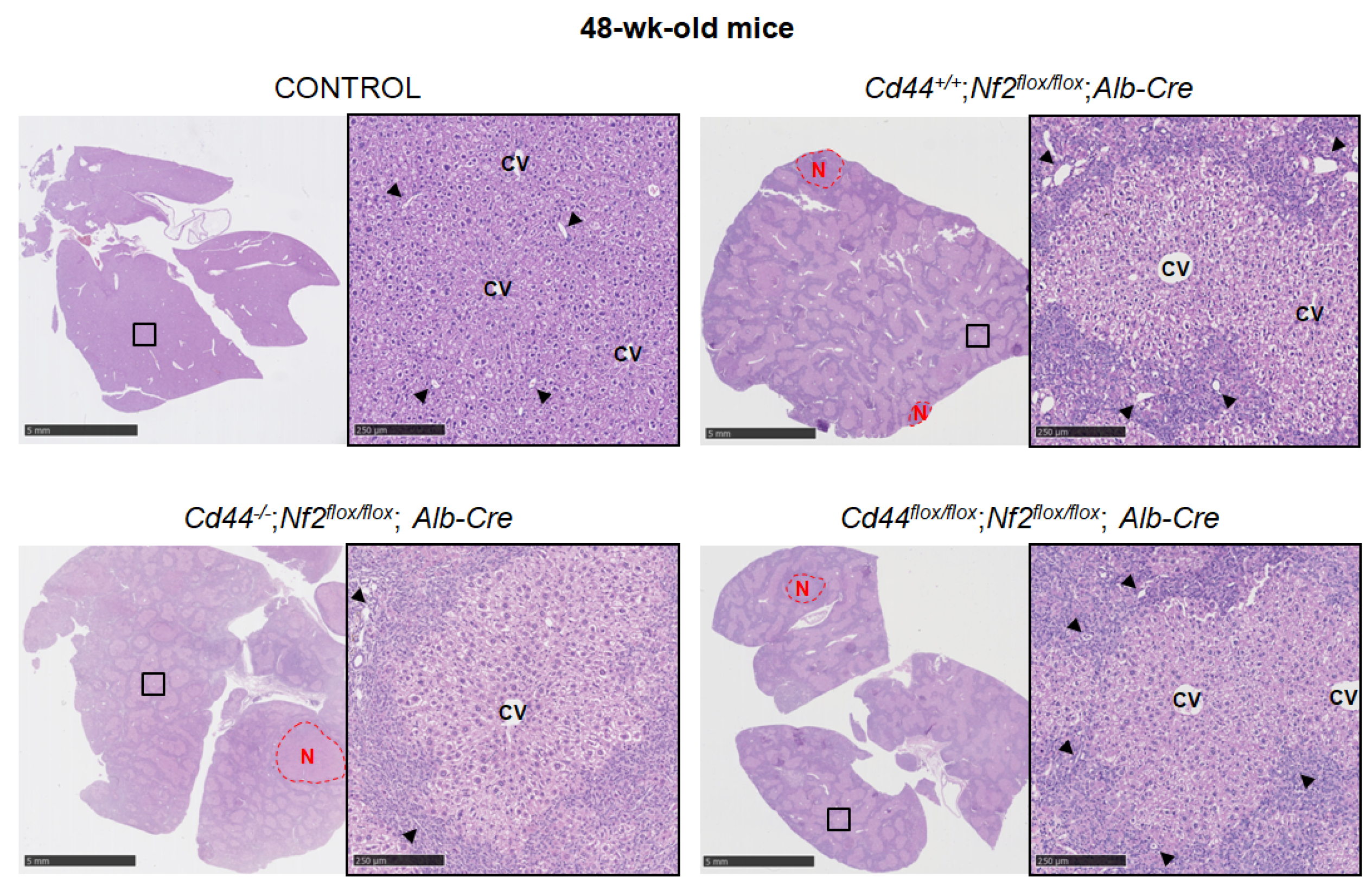 Cells 12 01257 g002b