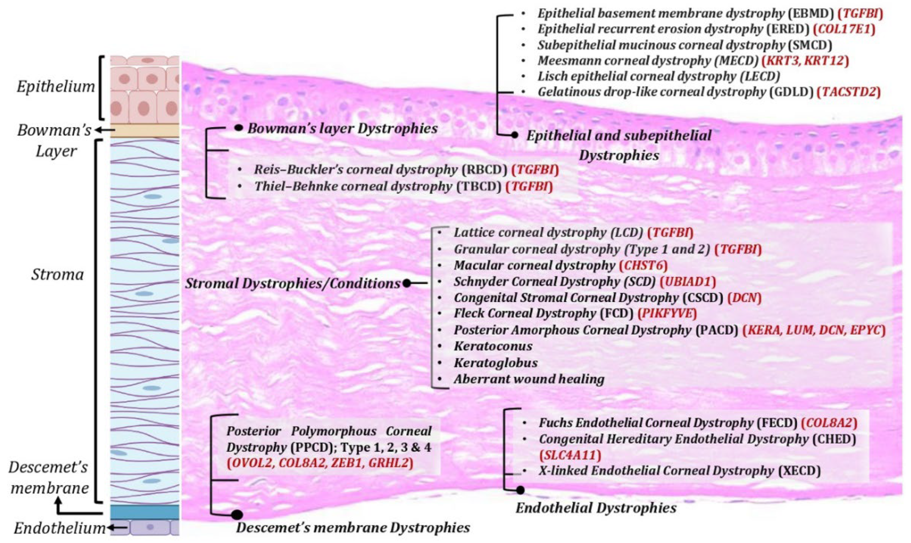 Cells 12 01280 g001 Cells 12 01280 g001