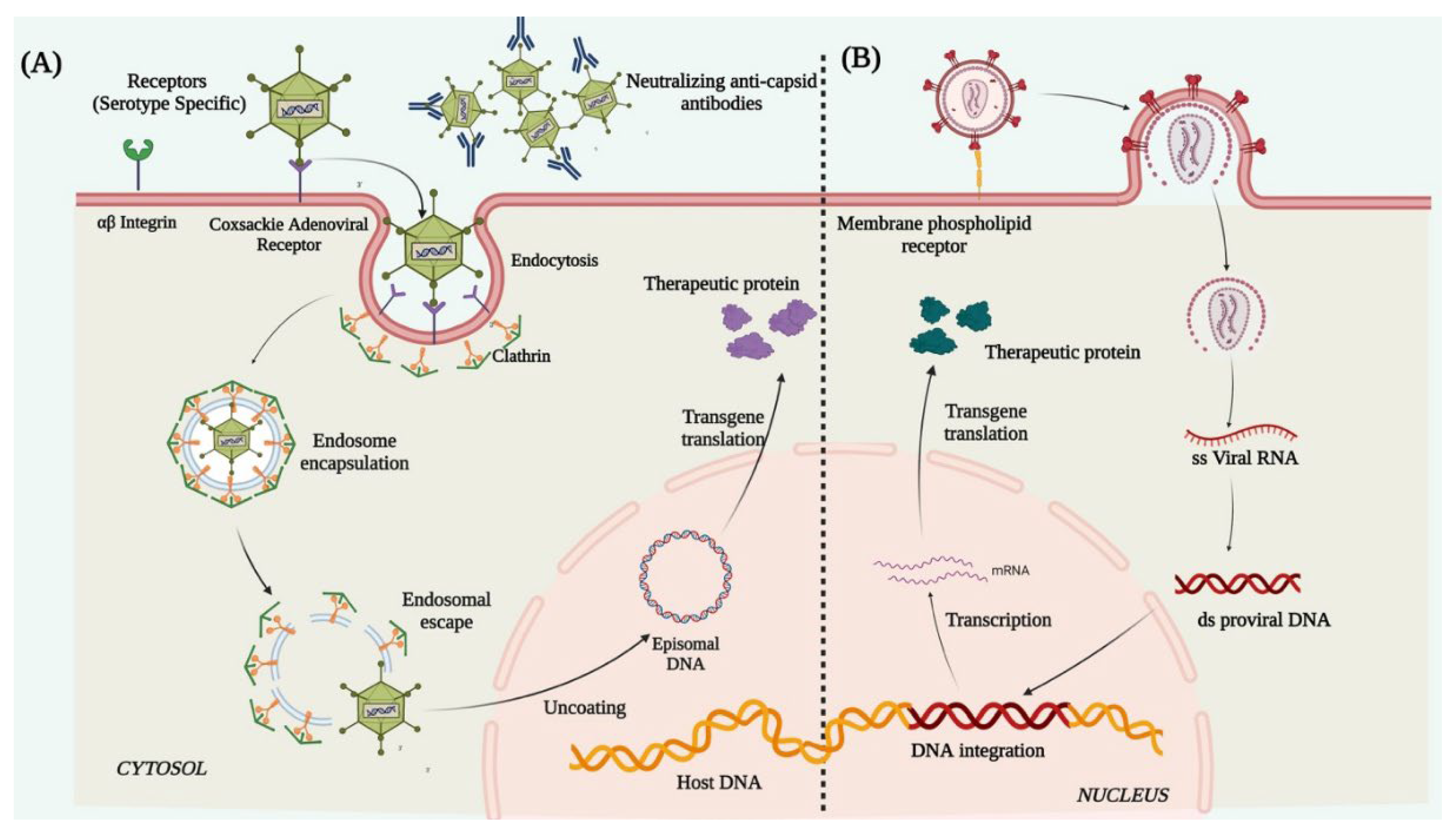Cells 12 01280 g003 Cells 12 01280 g003
