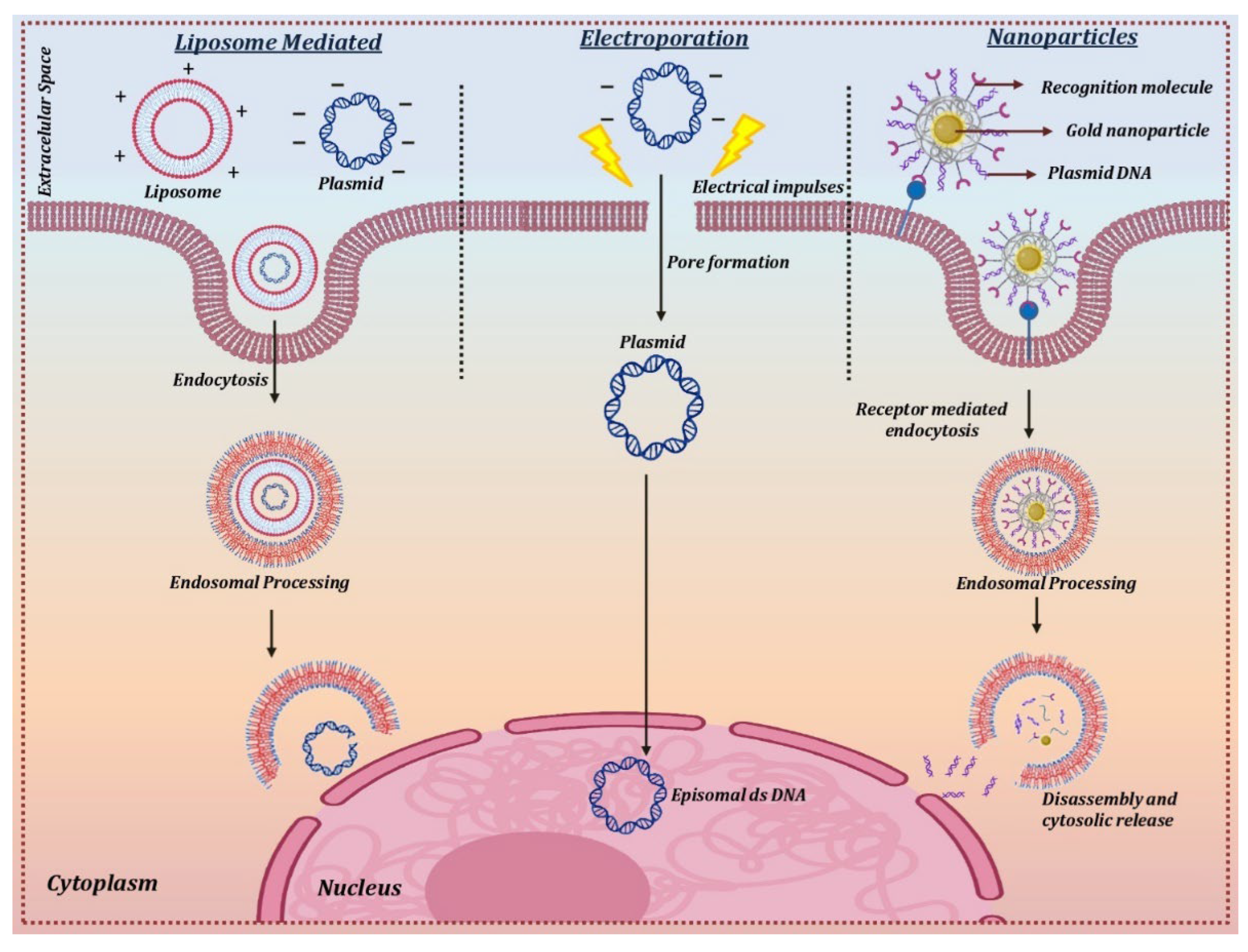 Cells 12 01280 g004 Cells 12 01280 g004