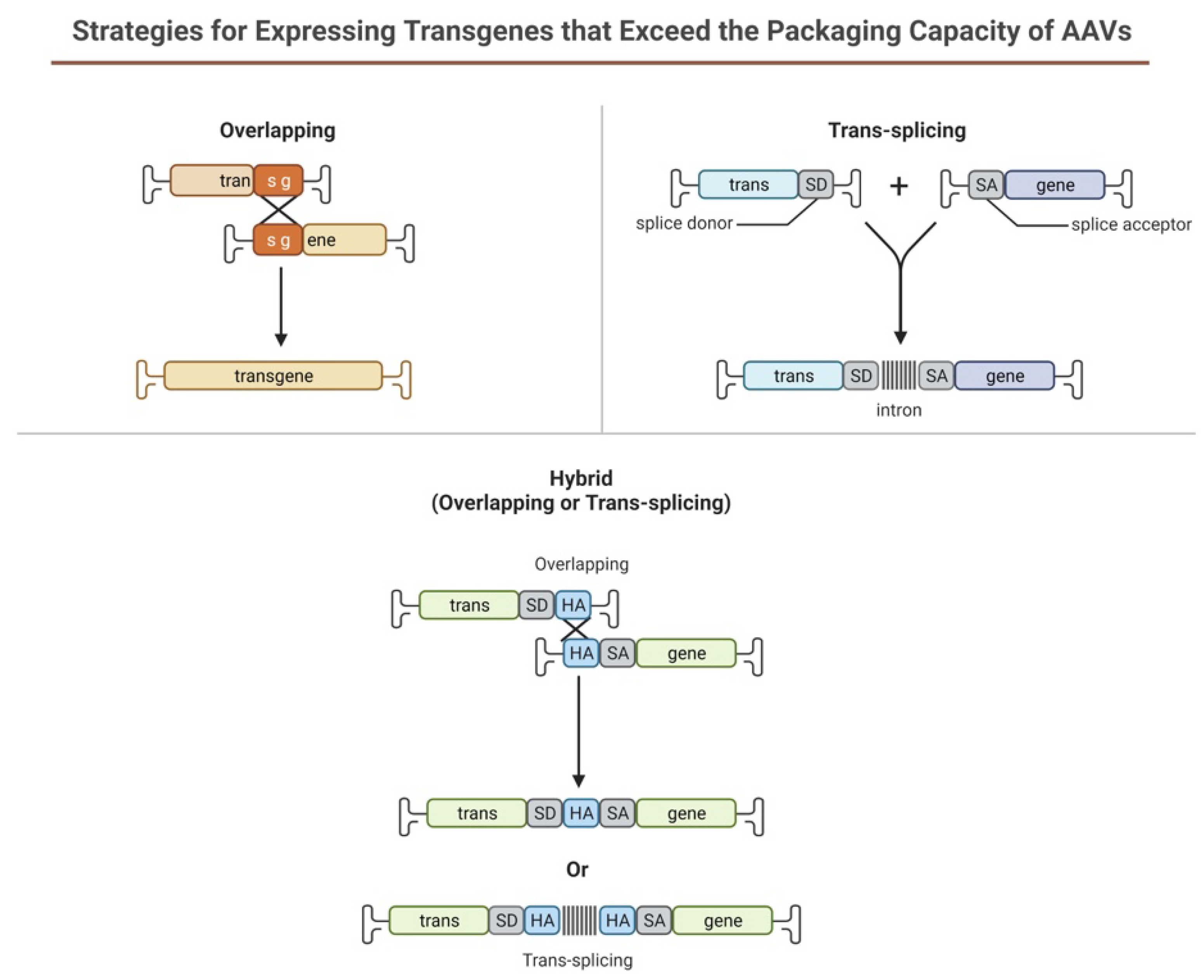 Cells 12 01280 g006 Cells 12 01280 g006