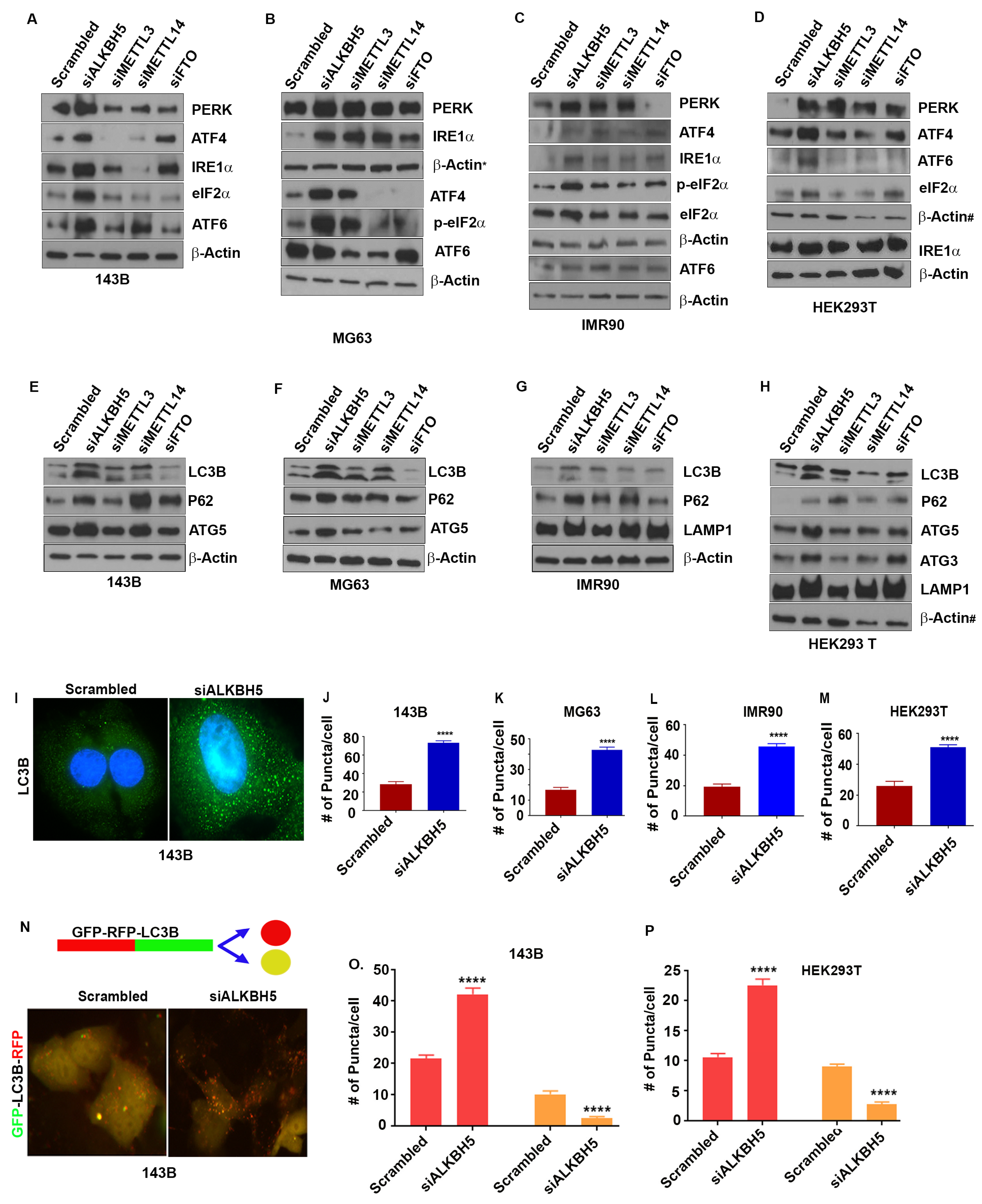 Cells 12 01283 g001 Cells 12 01283 g001