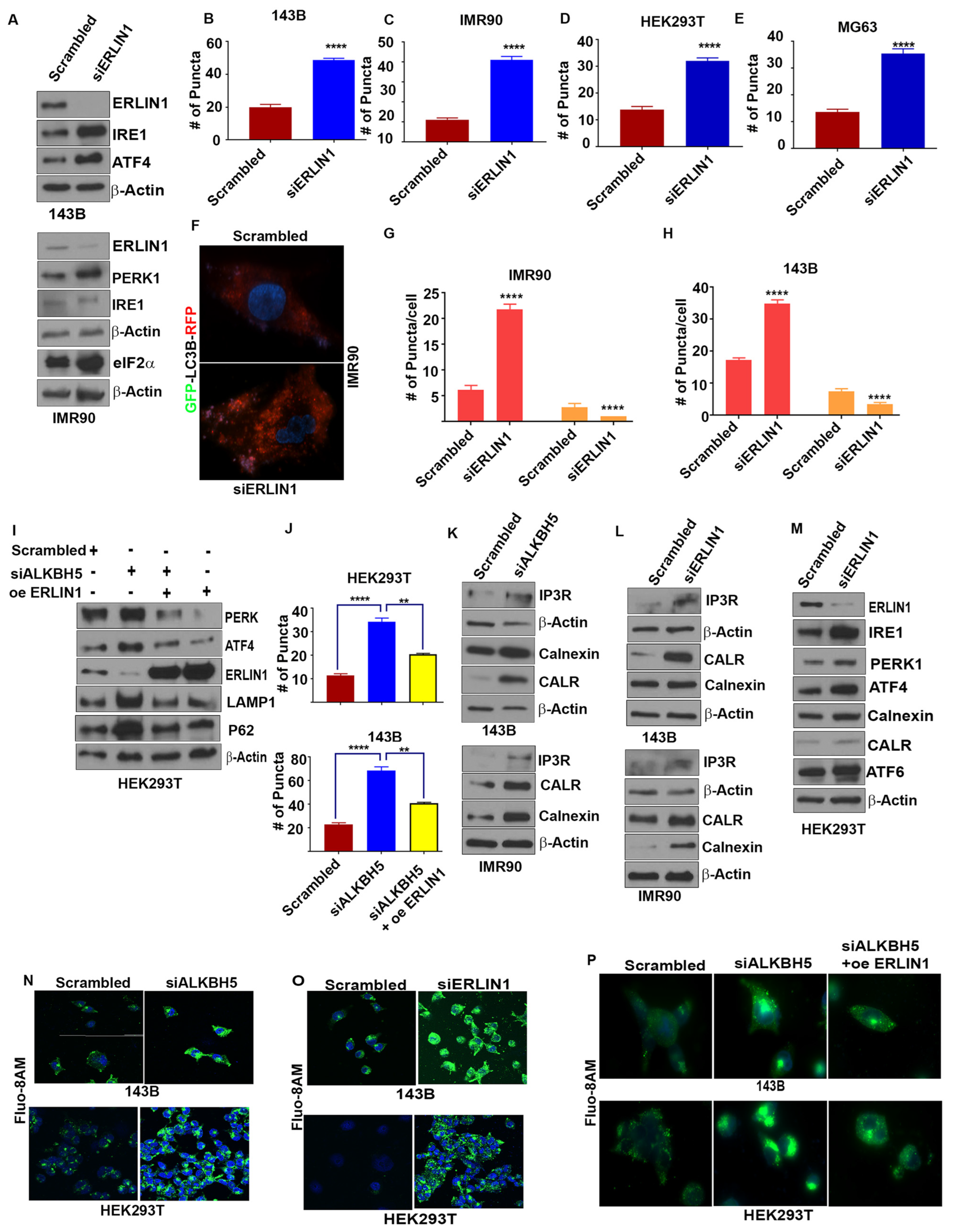 Cells 12 01283 g003 Cells 12 01283 g003
