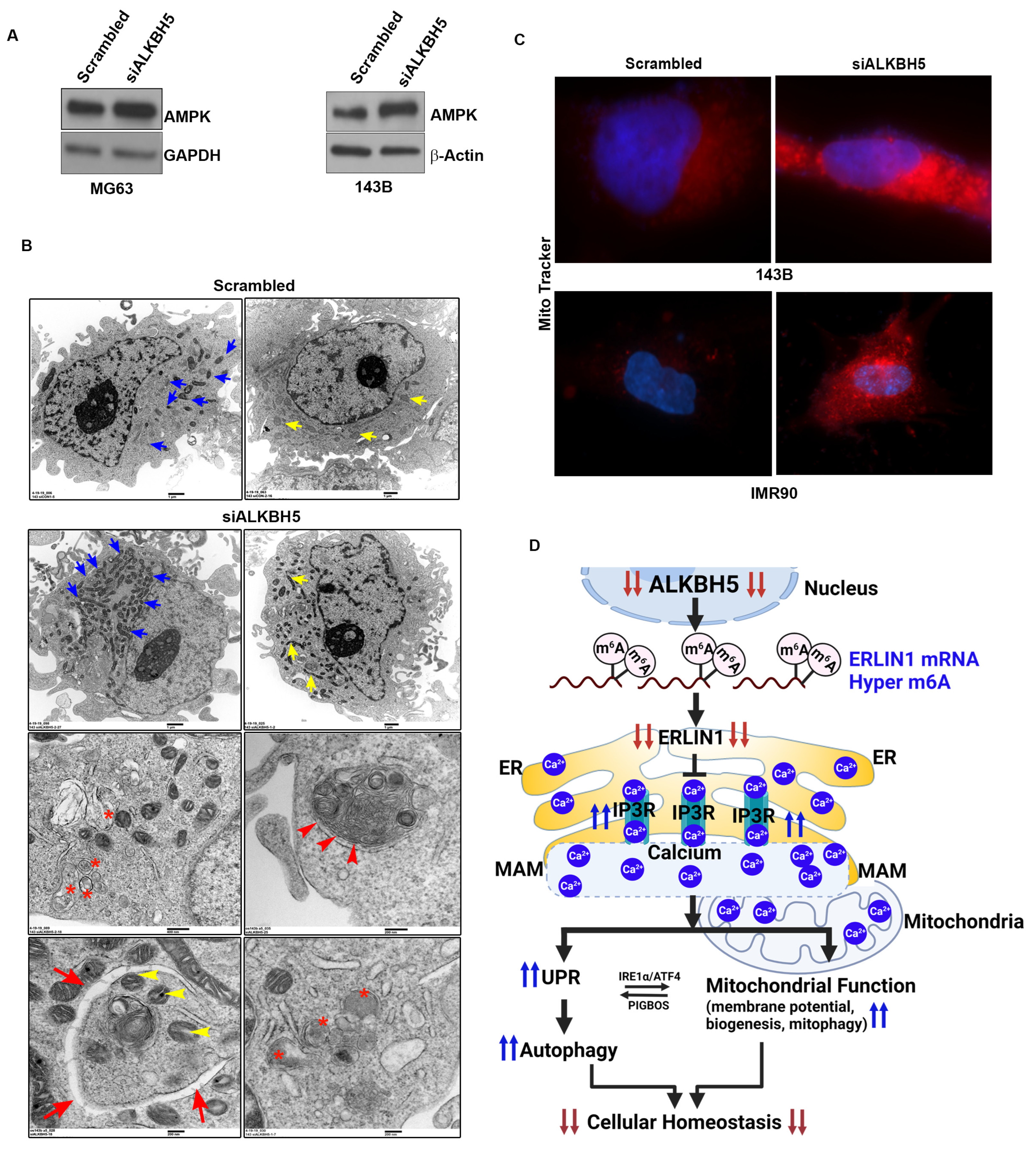 Cells 12 01283 g004 Cells 12 01283 g004