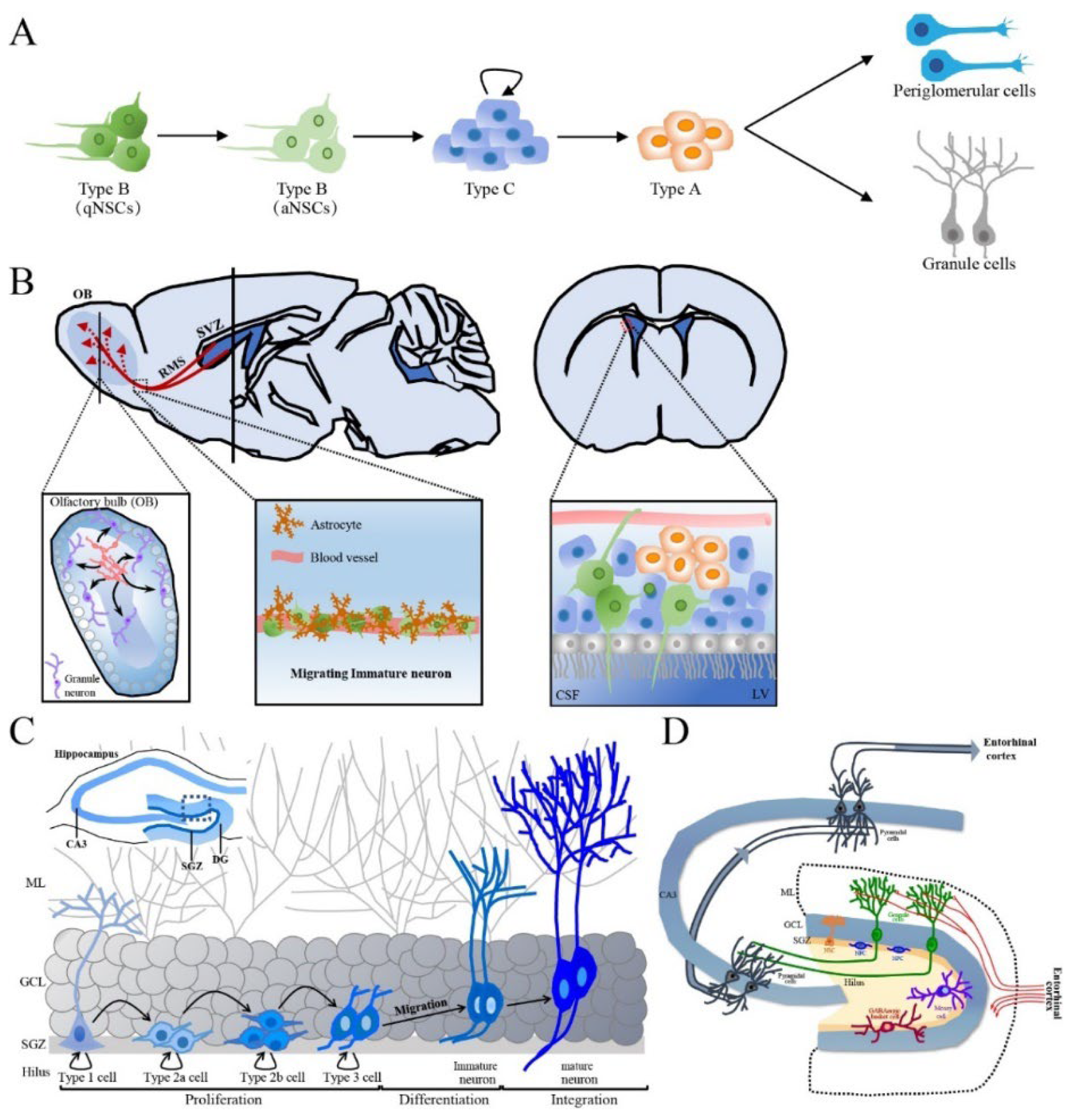 Cells 12 01285 g002 Cells 12 01285 g002