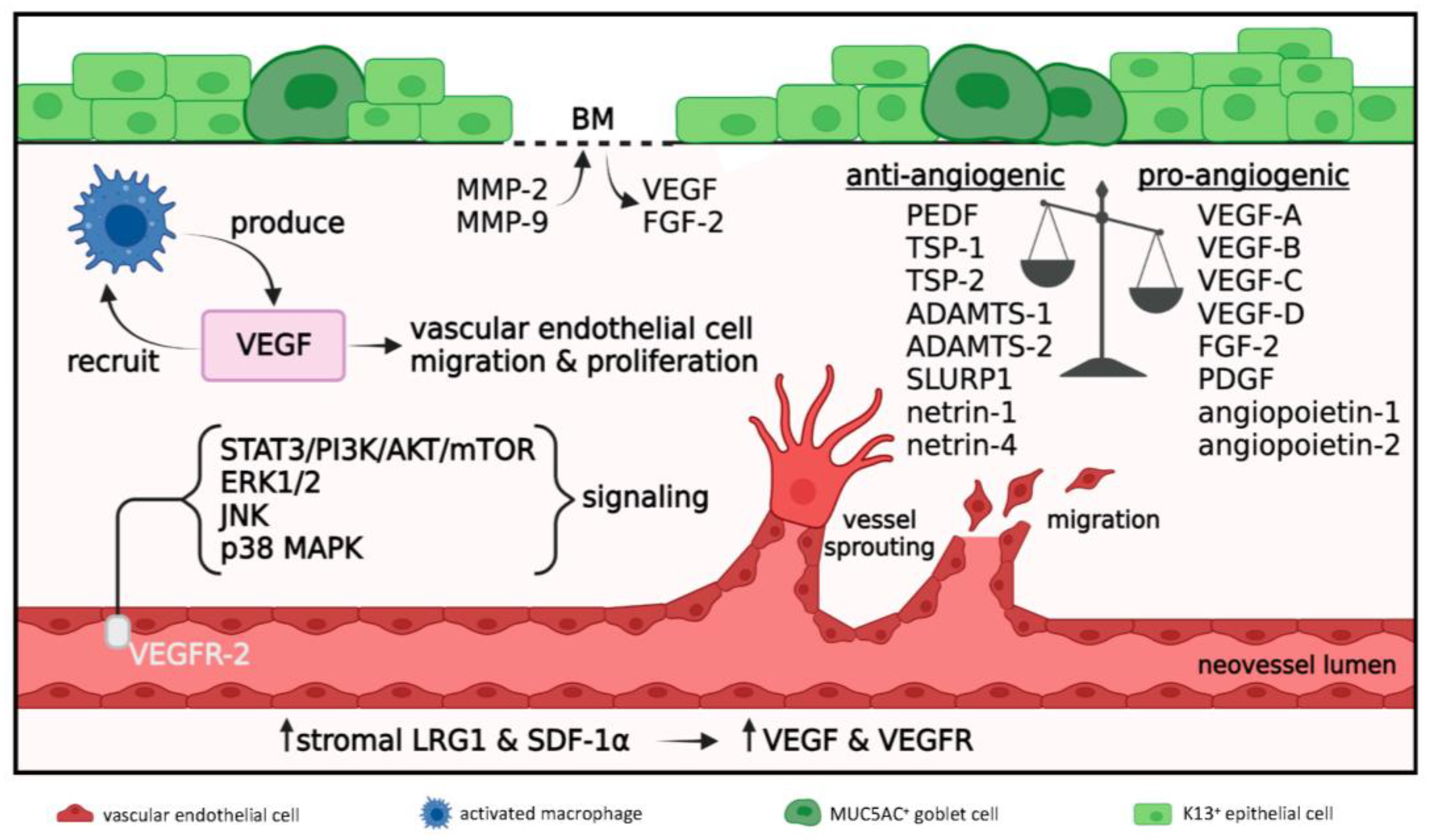 Cells 12 01294 g004 Cells 12 01294 g004
