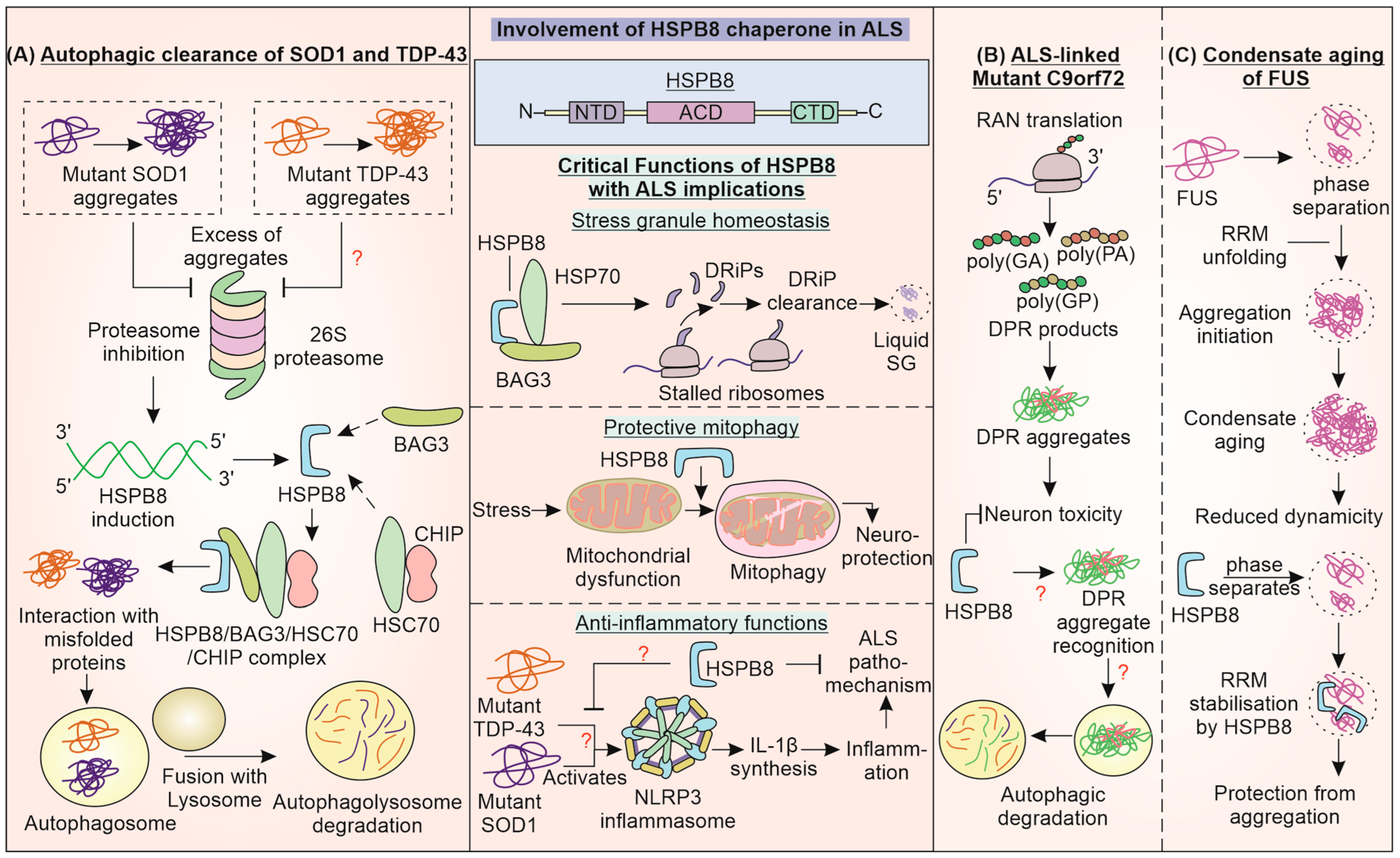Cells 12 01302 g005 Cells 12 01302 g005