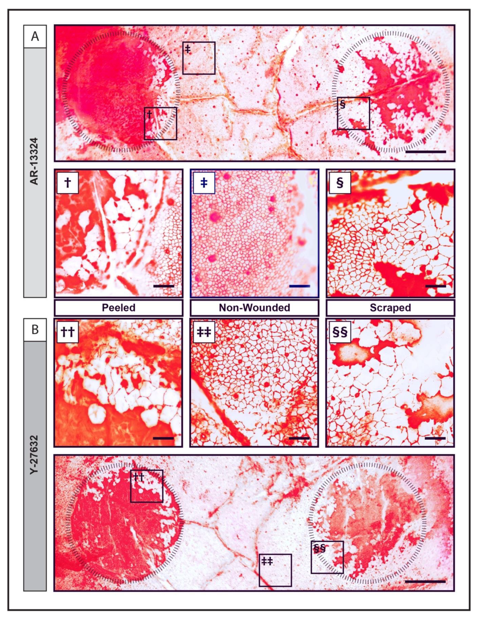 Cells 12 01307 g005 Cells 12 01307 g005