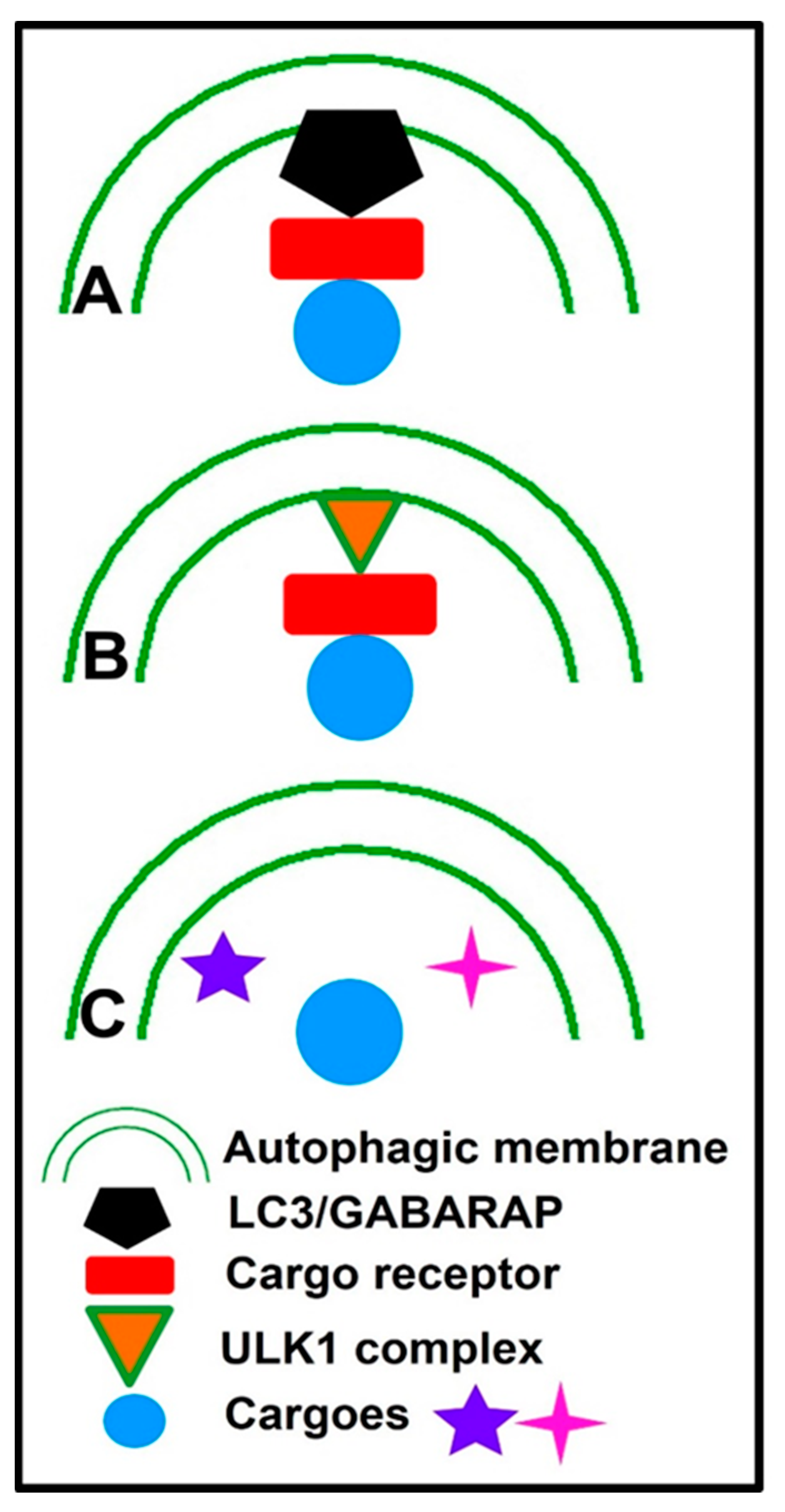 Cells 12 01322 g002 Cells 12 01322 g002