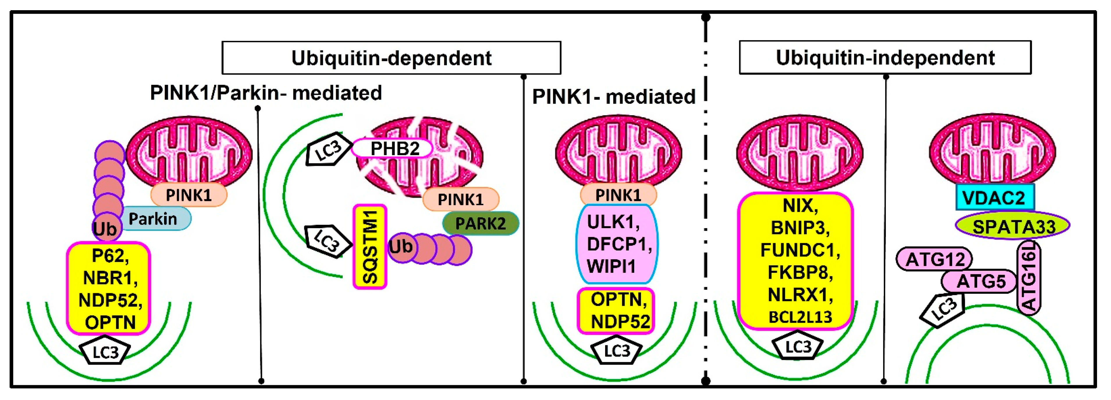 Cells 12 01322 g003 Cells 12 01322 g003