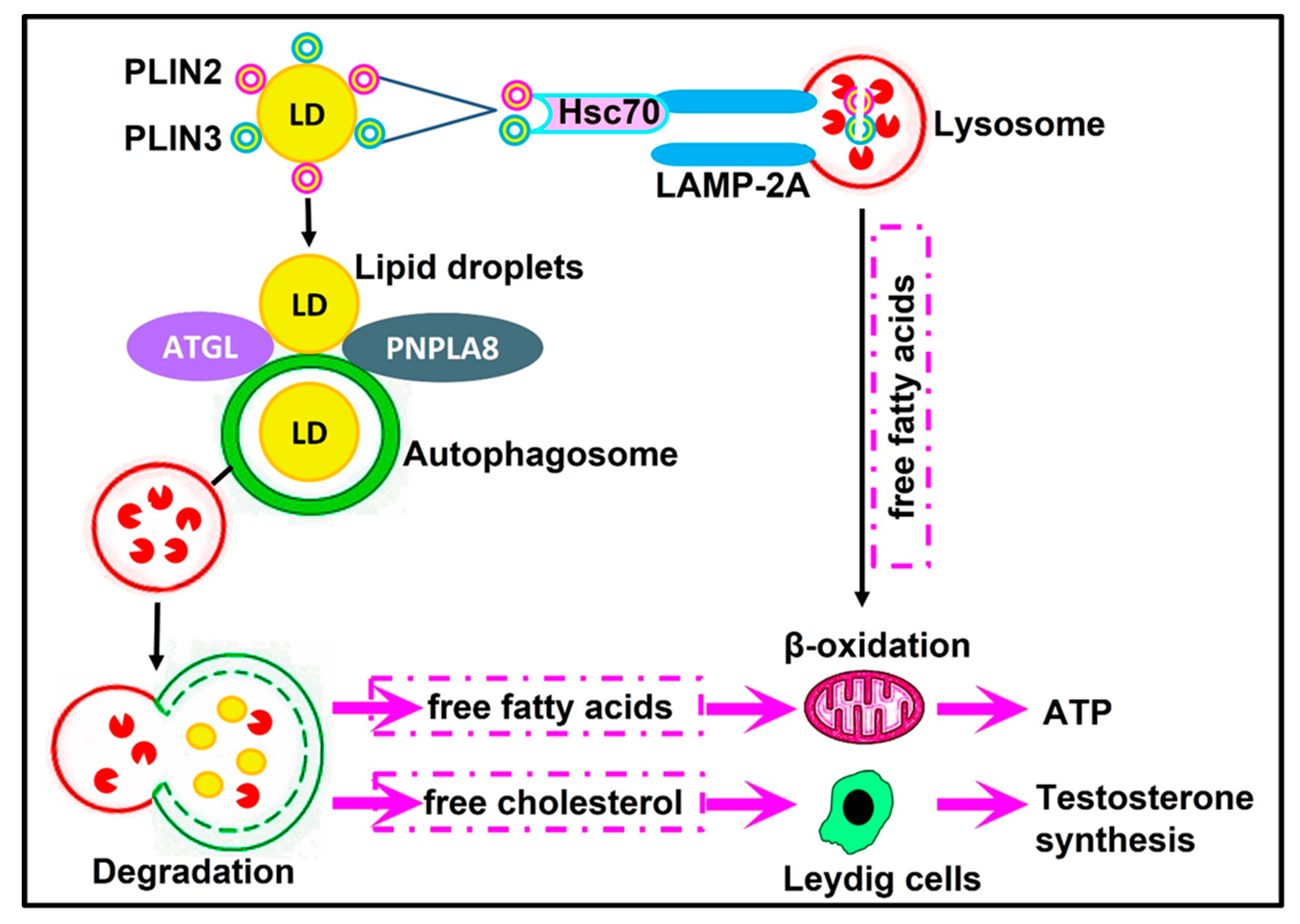 Cells 12 01322 g004 Cells 12 01322 g004