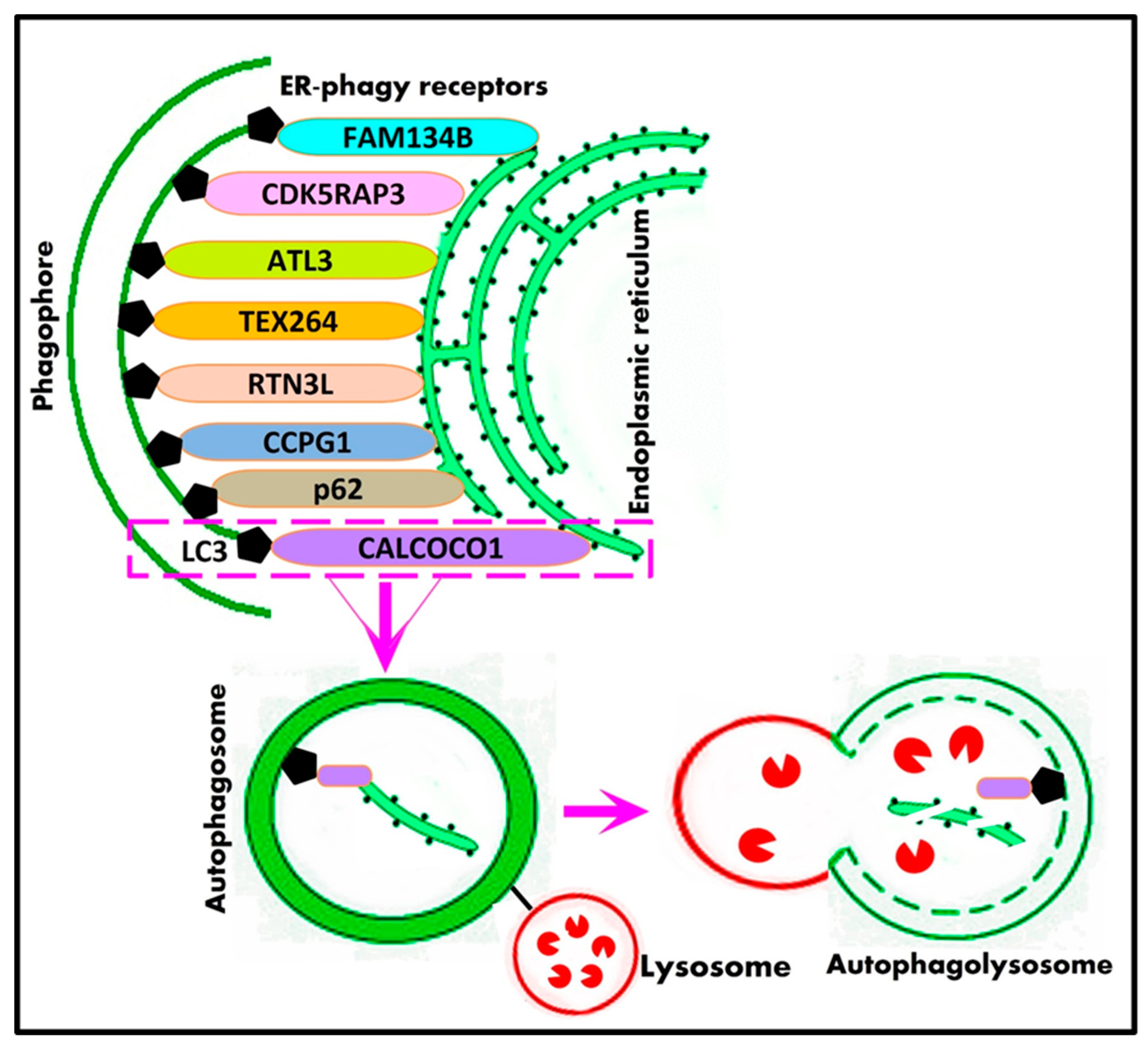 Cells 12 01322 g005 Cells 12 01322 g005