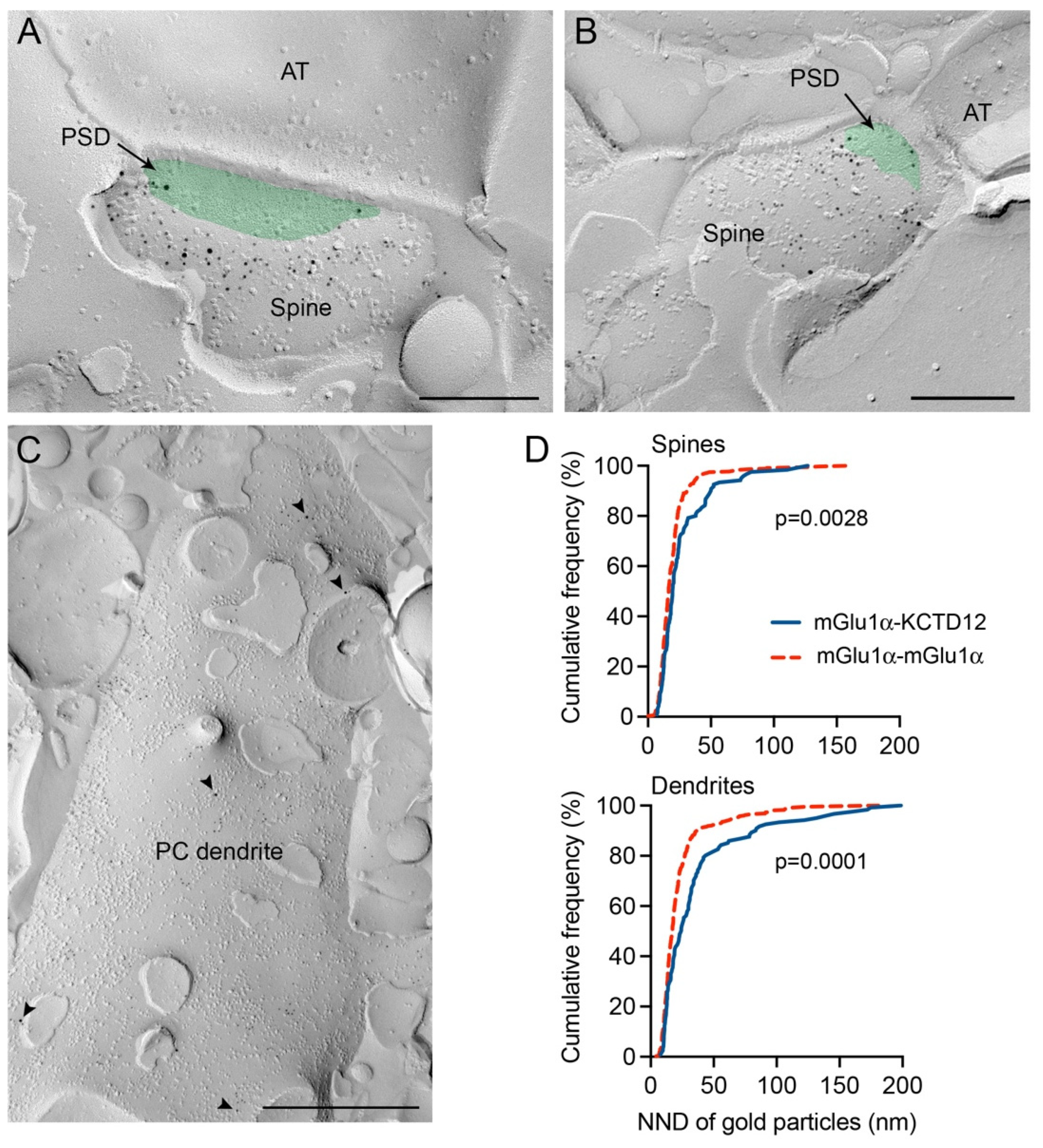 Cells 12 01325 g004 Cells 12 01325 g004