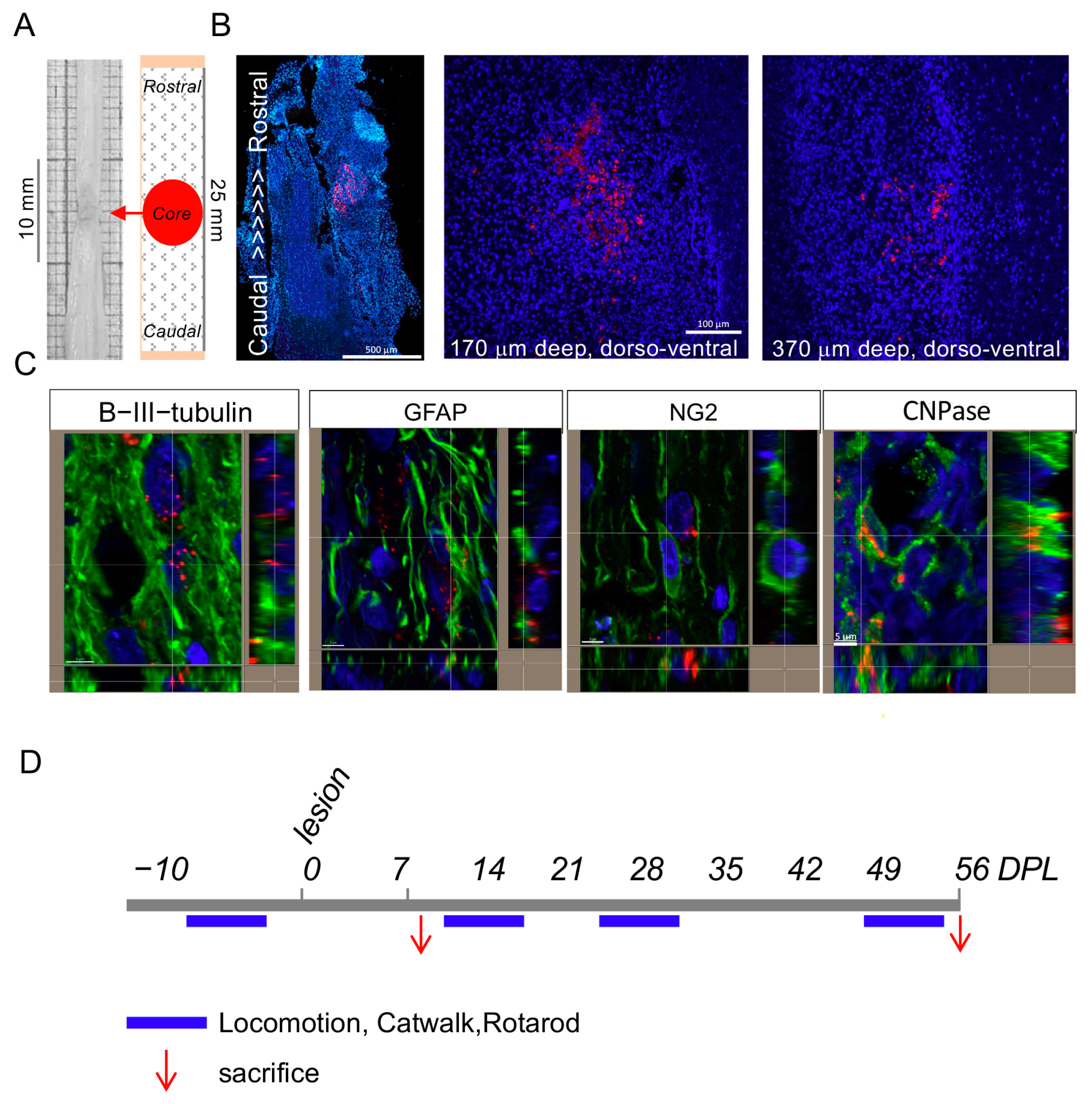 Cells 12 01331 g003 Cells 12 01331 g003