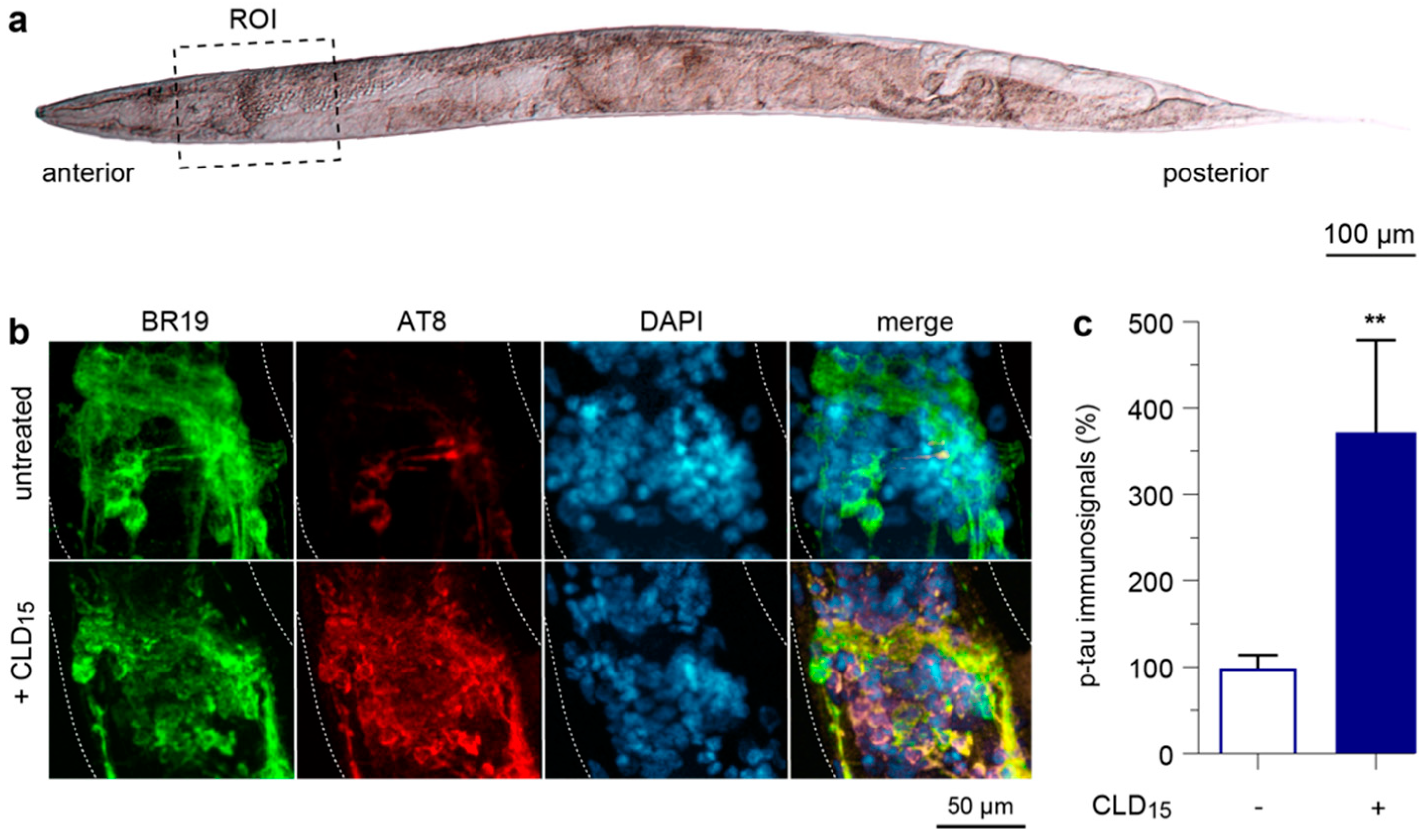 Cells 12 01336 g008 Cells 12 01336 g008