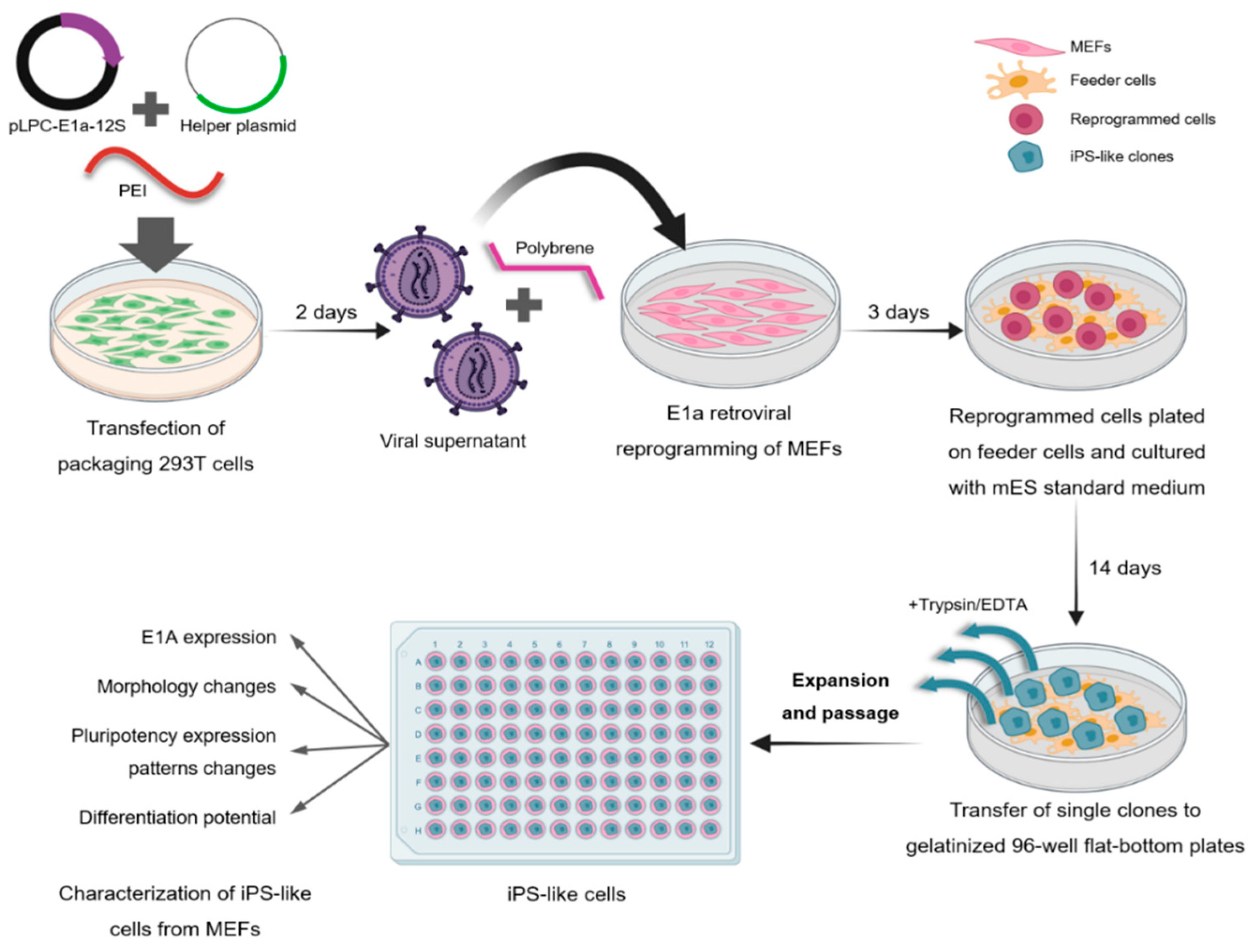 Cells 12 01338 g001