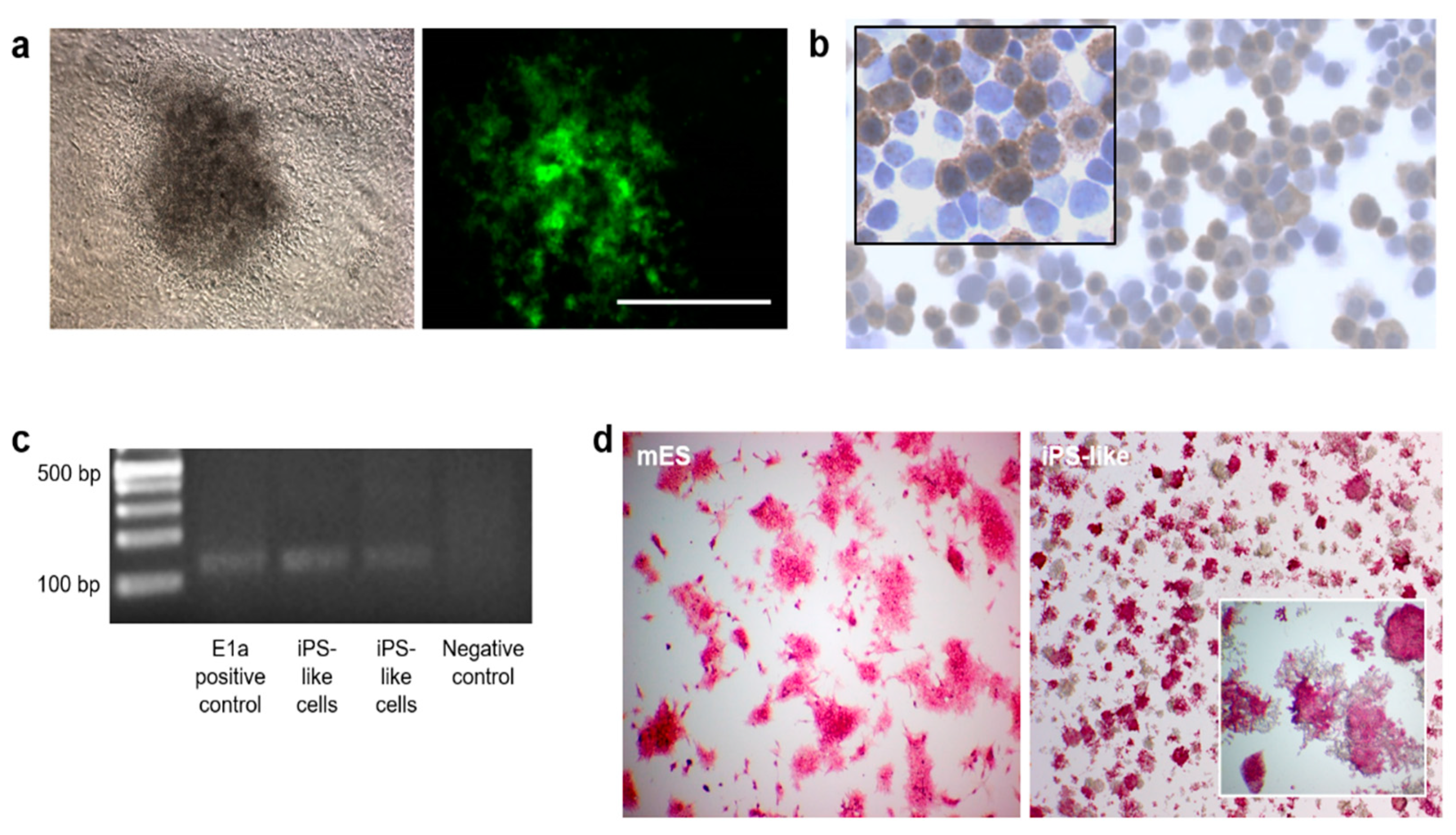 Cells 12 01338 g002