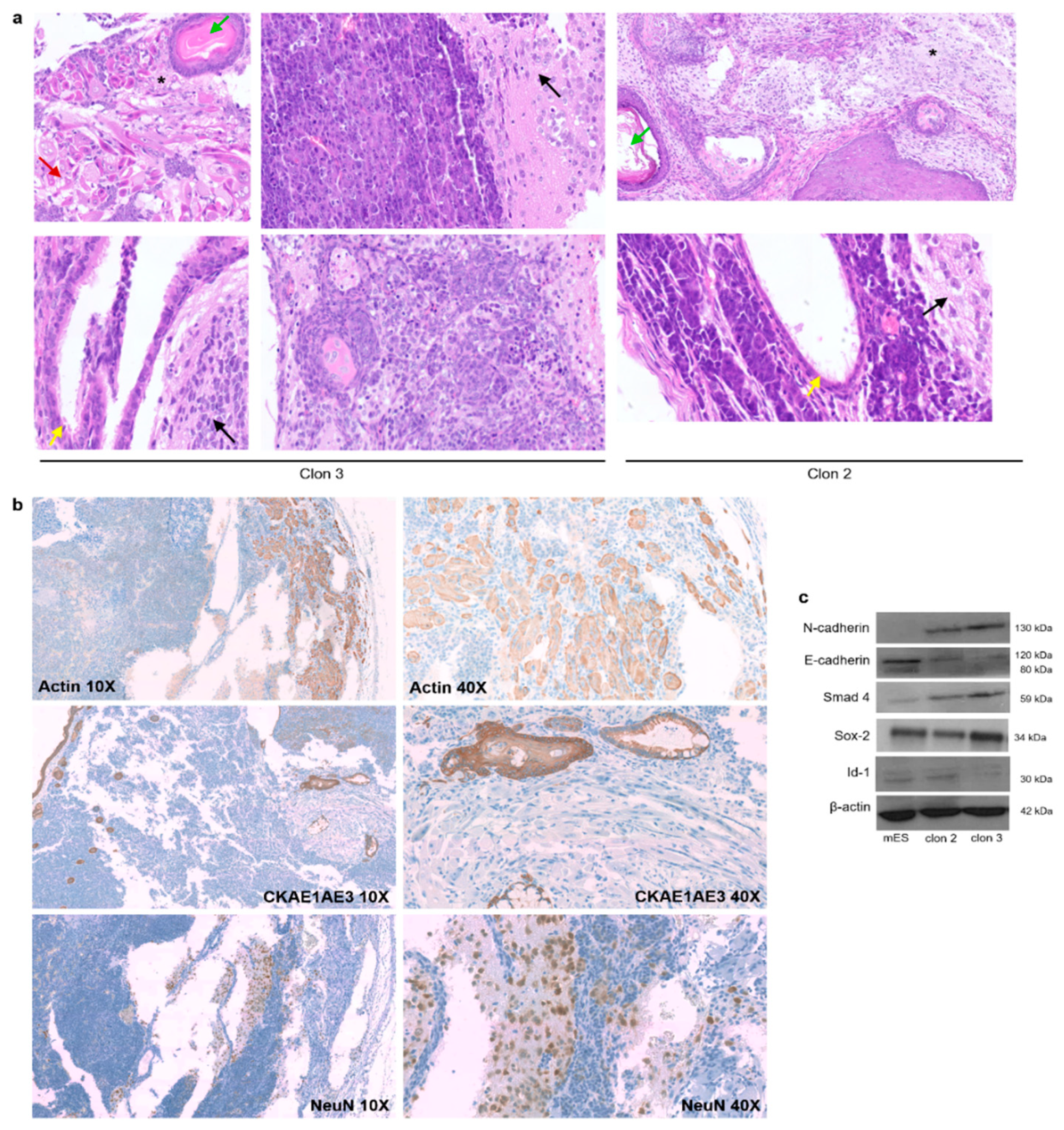 Cells 12 01338 g005
