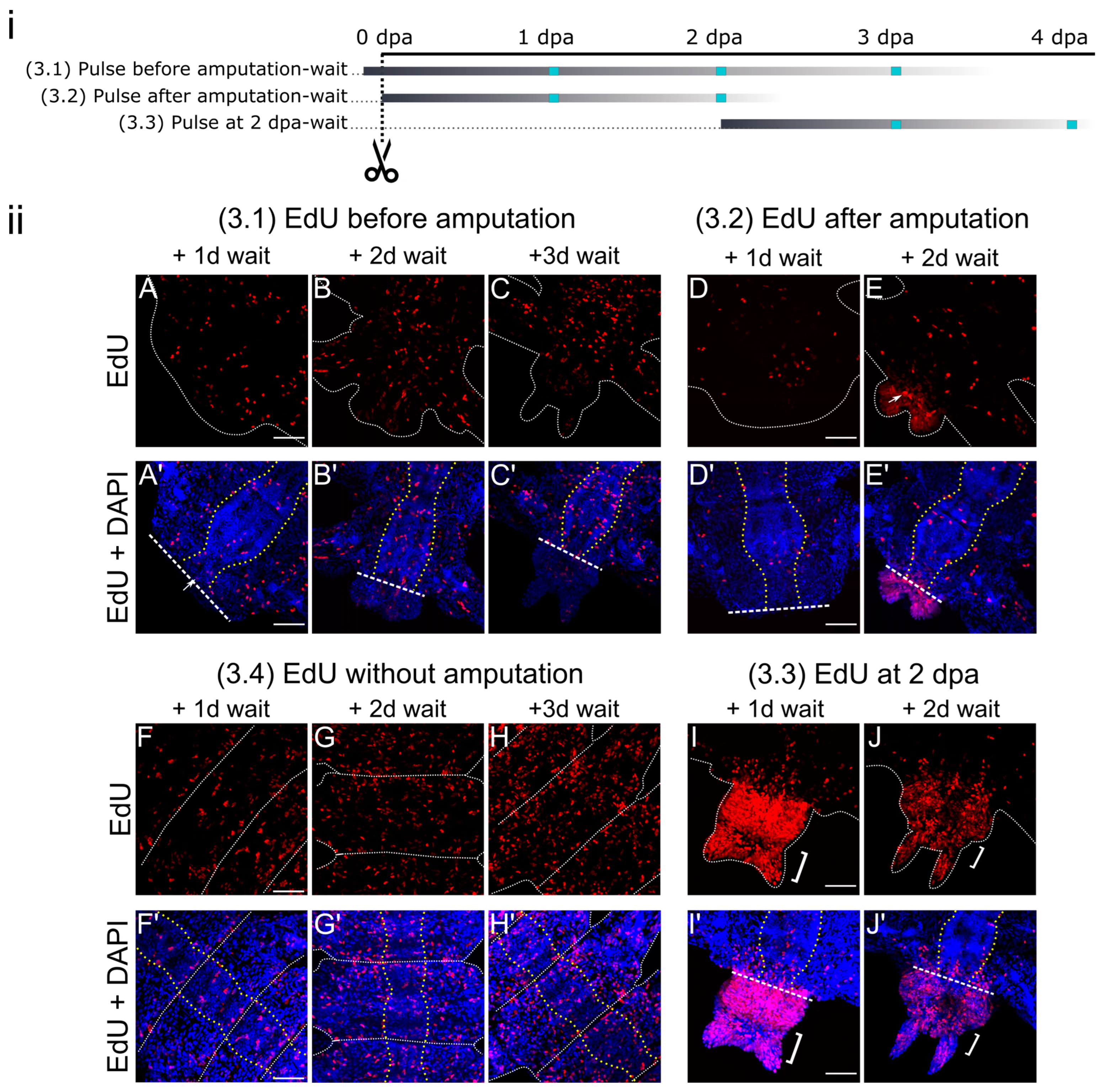 Cells 12 01354 g004