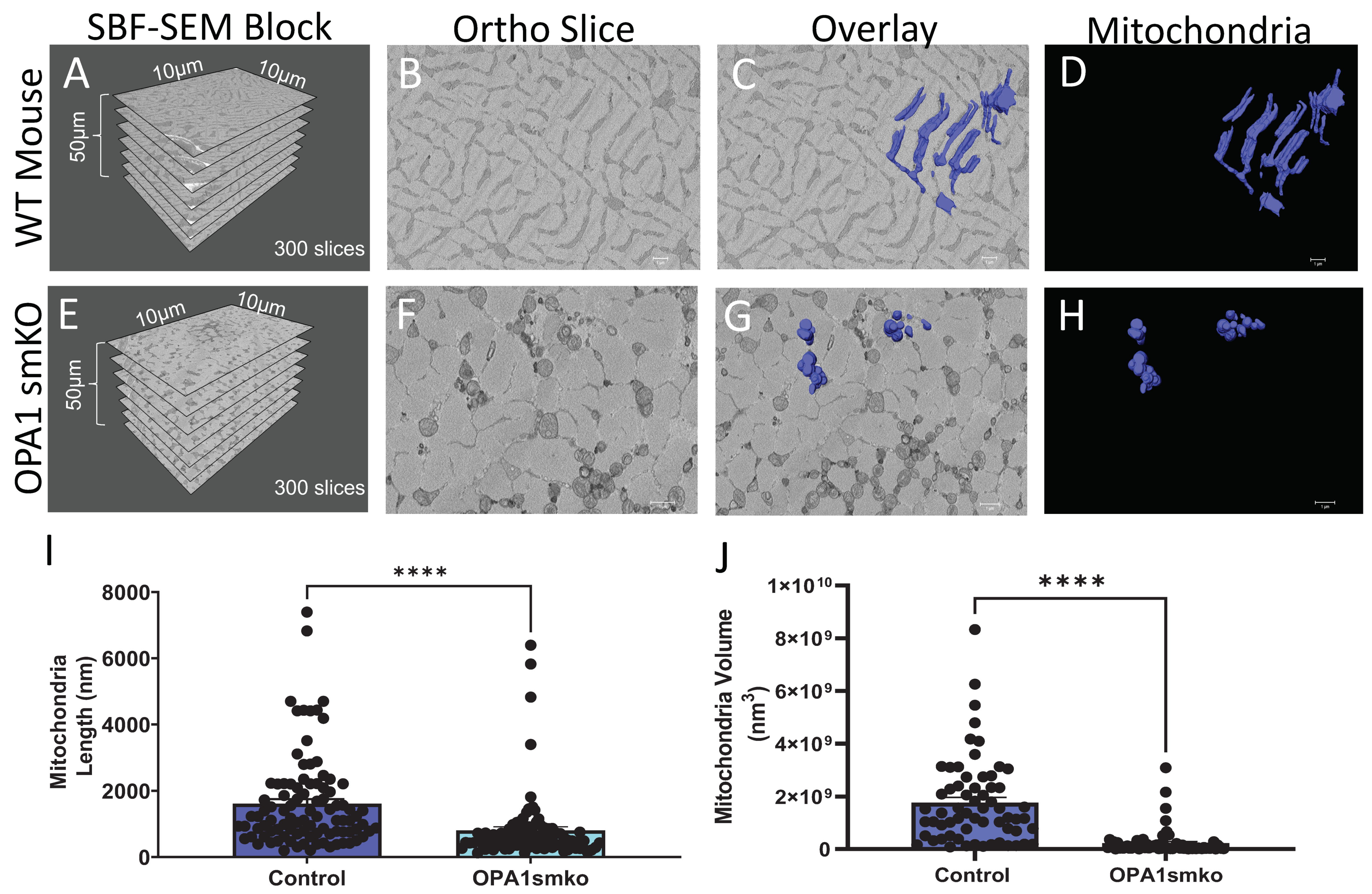 Cells 12 01356 g001