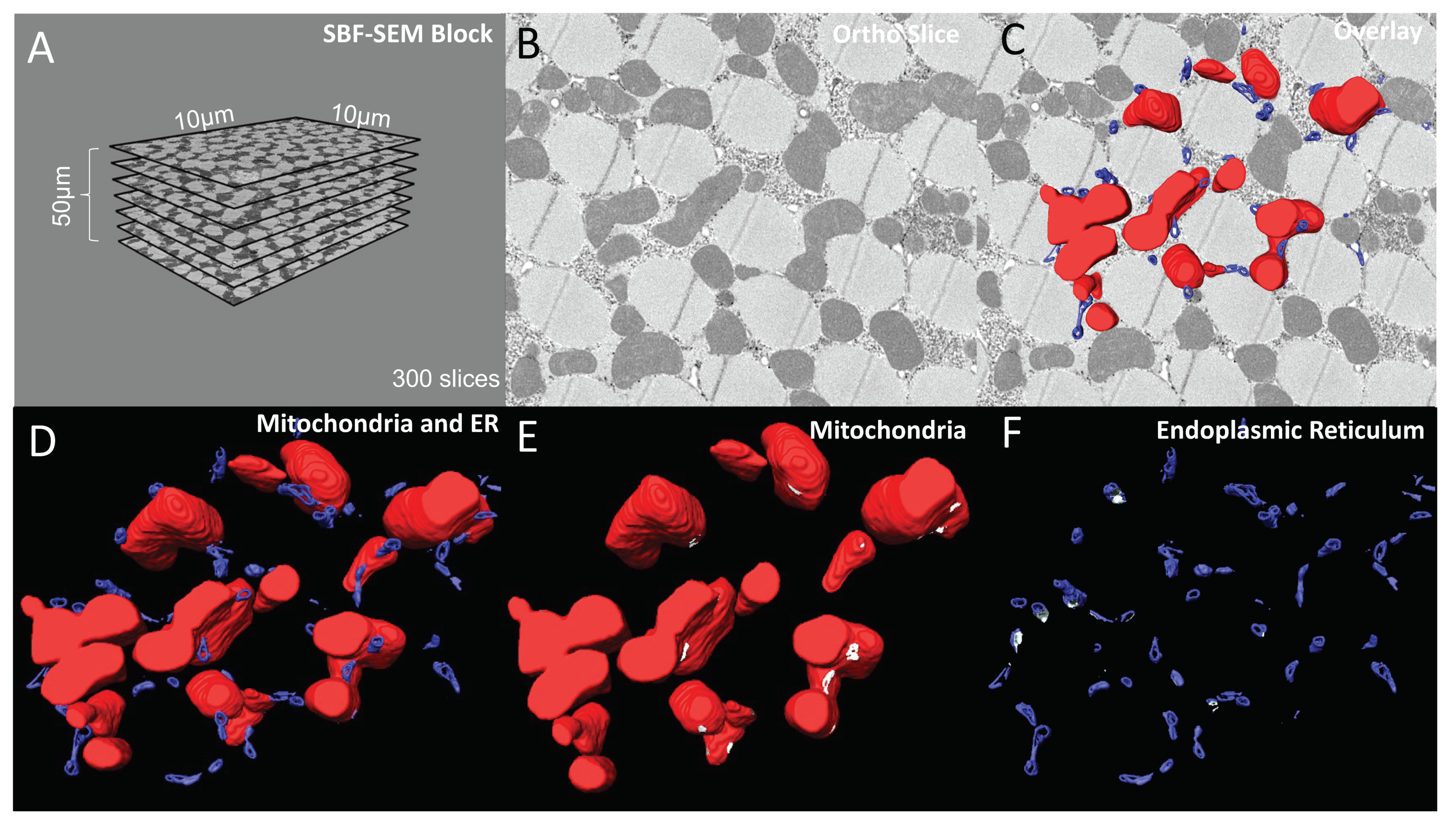 Cells 12 01356 g002