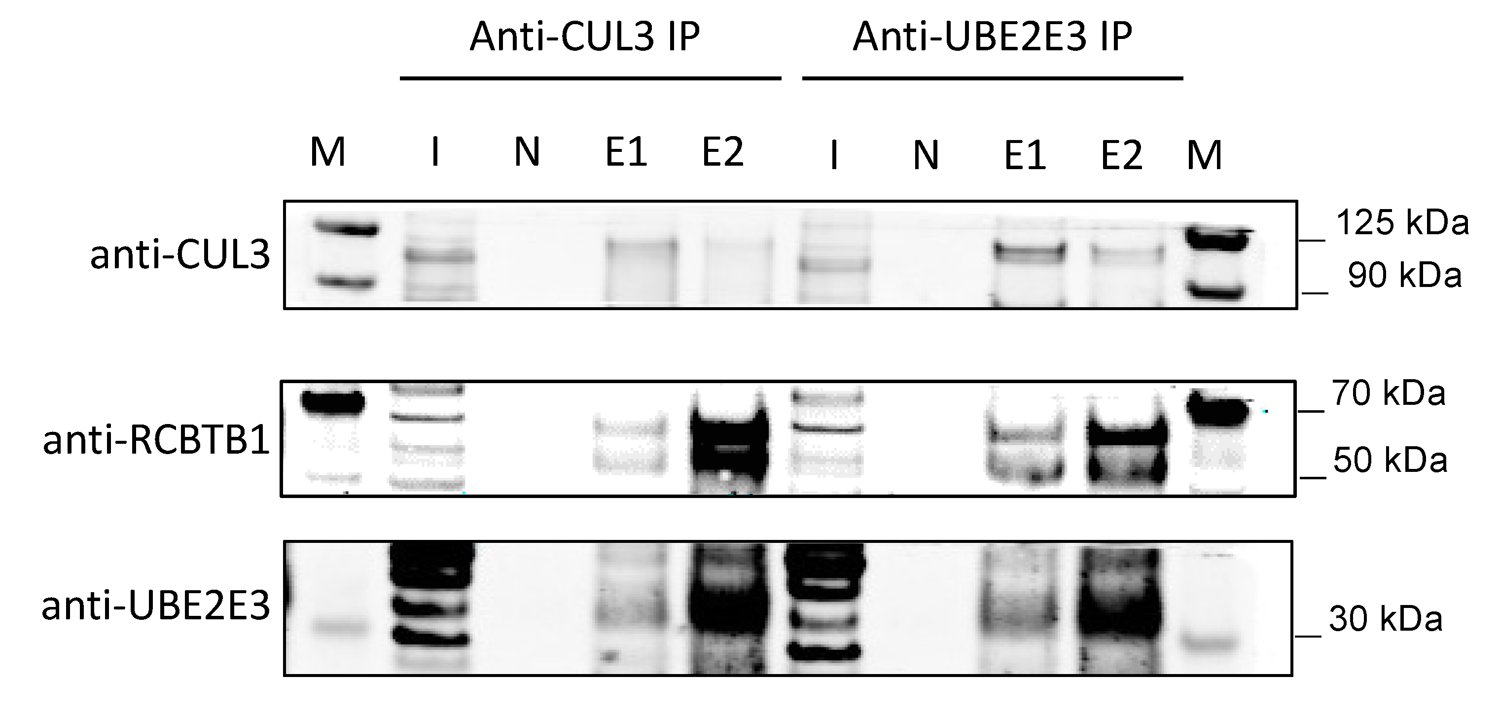 Cells 12 01358 g004 Cells 12 01358 g004