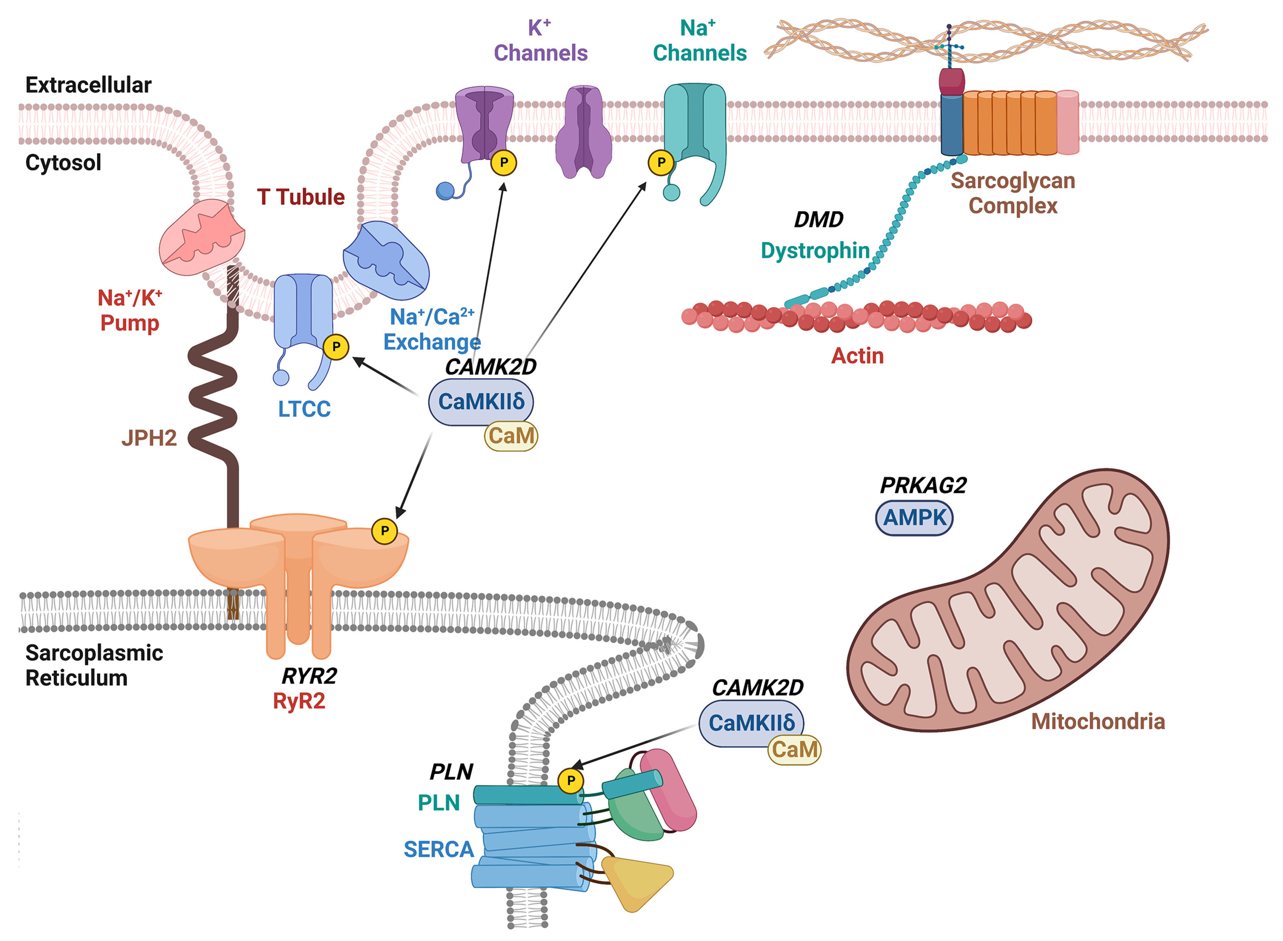 Cells 12 01363 g002