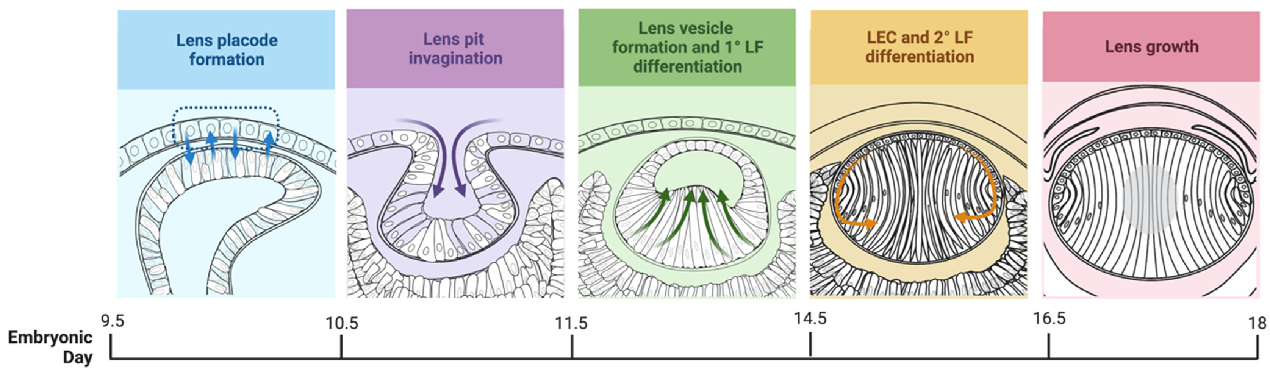 Cells 12 01364 g001 Cells 12 01364 g001