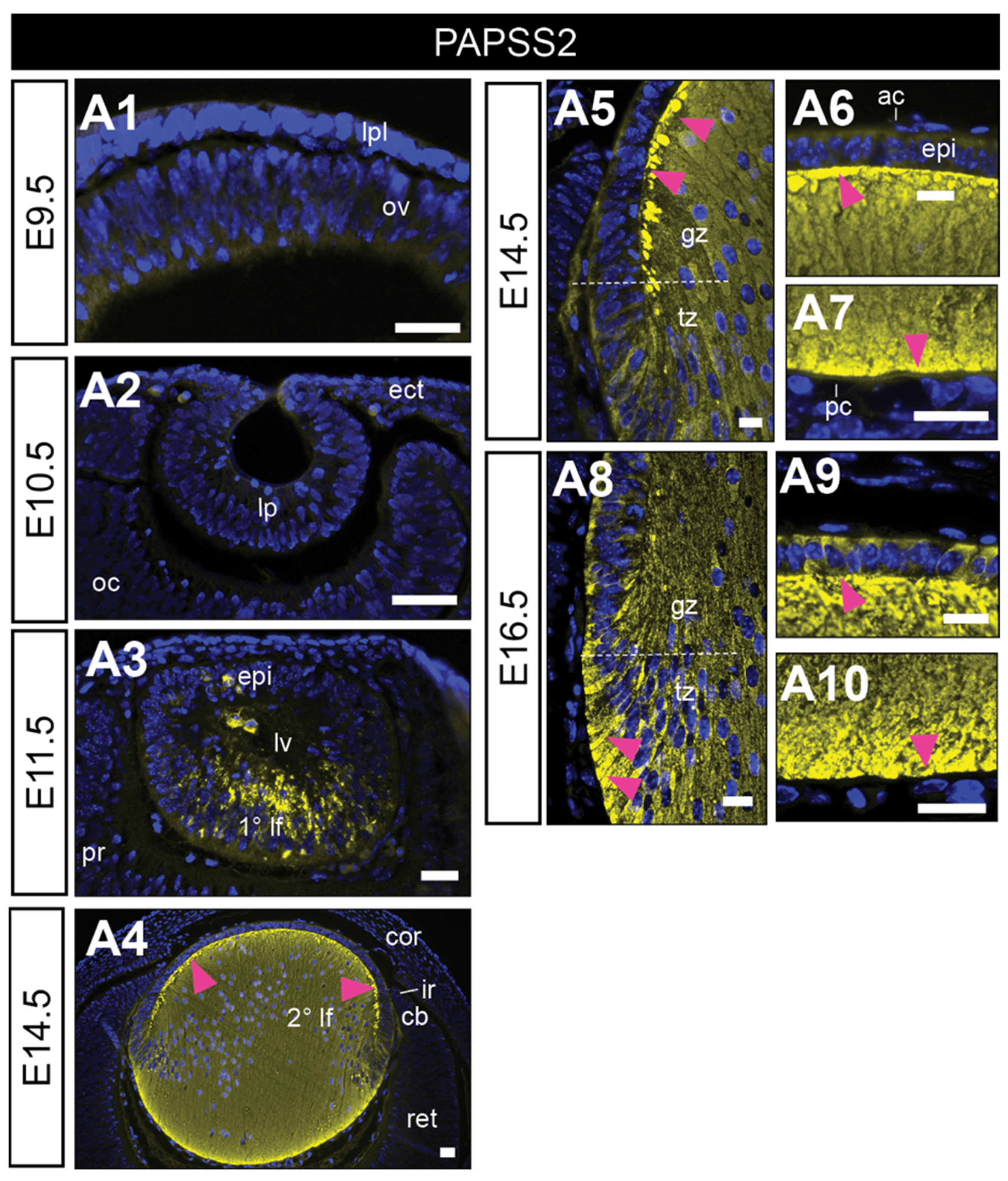 Cells 12 01364 g002 Cells 12 01364 g002