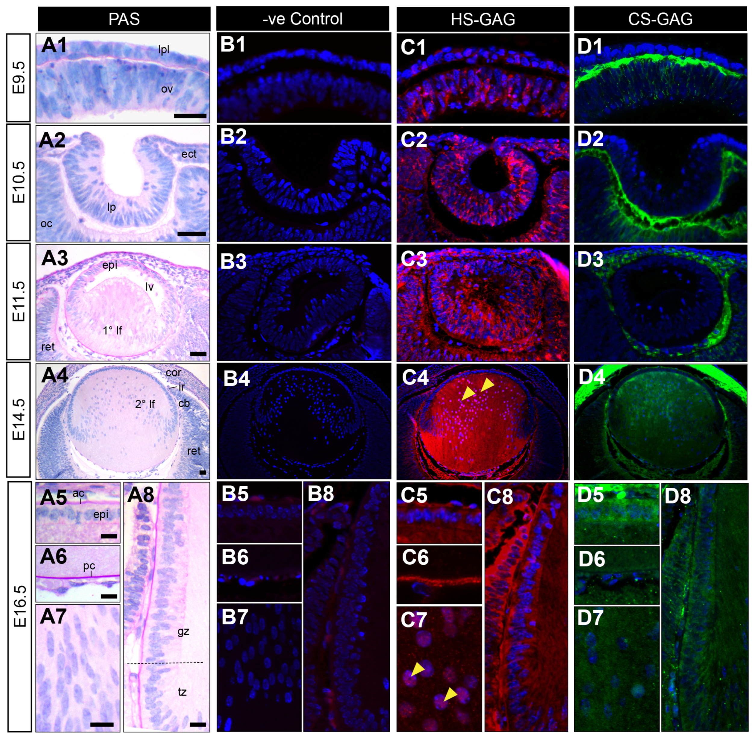 Cells 12 01364 g003 Cells 12 01364 g003