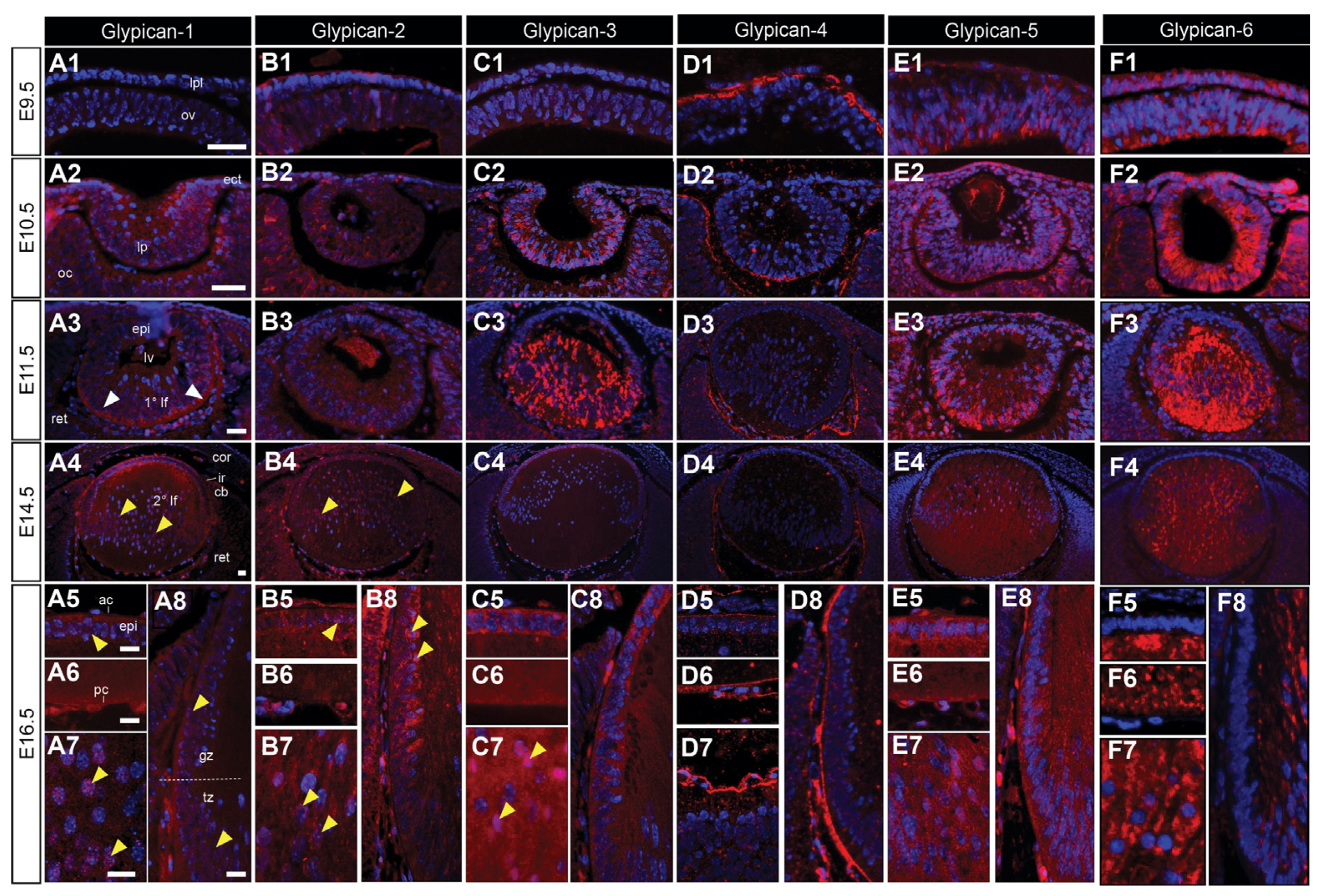 Cells 12 01364 g005 Cells 12 01364 g005