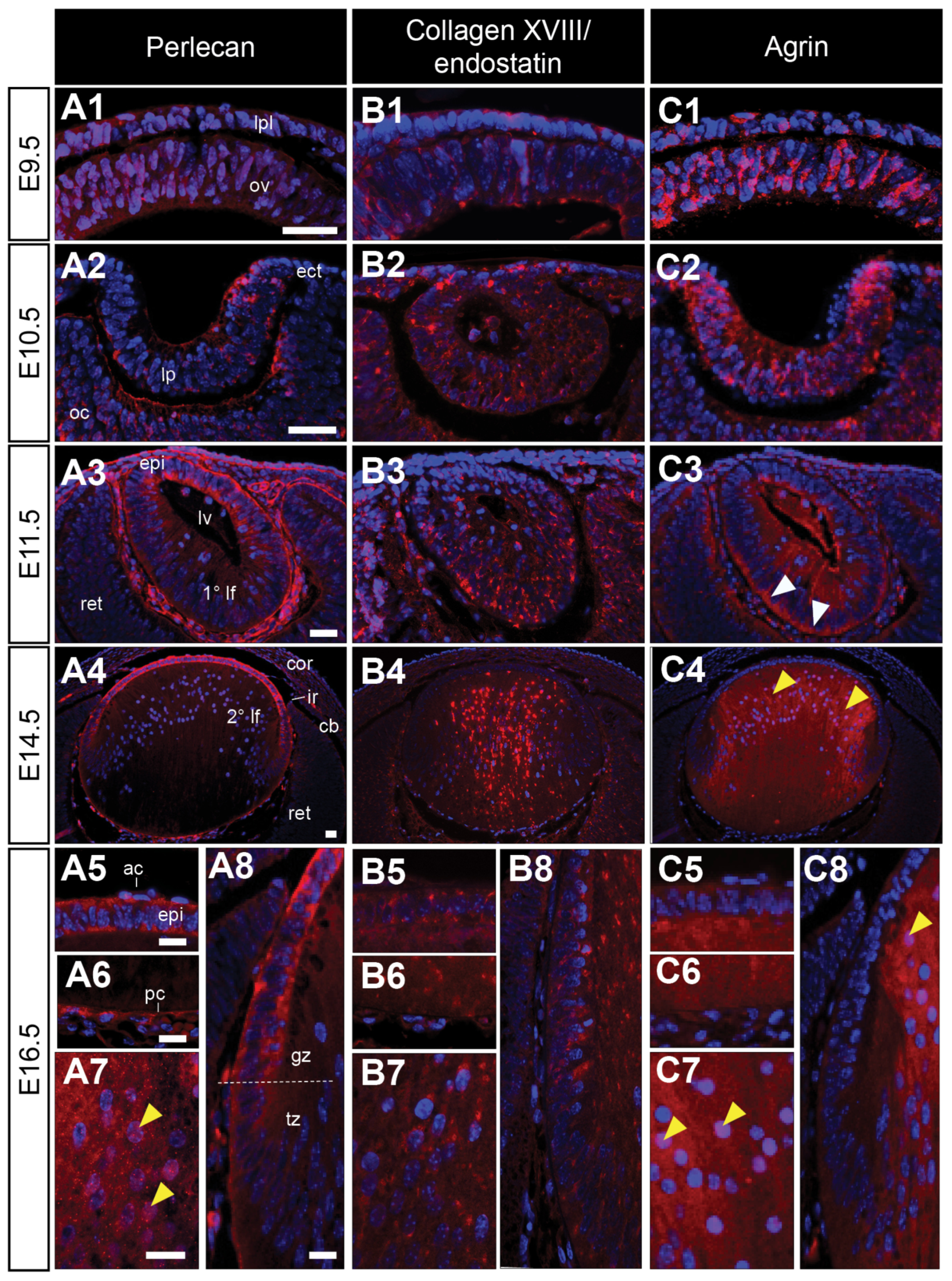Cells 12 01364 g006 Cells 12 01364 g006