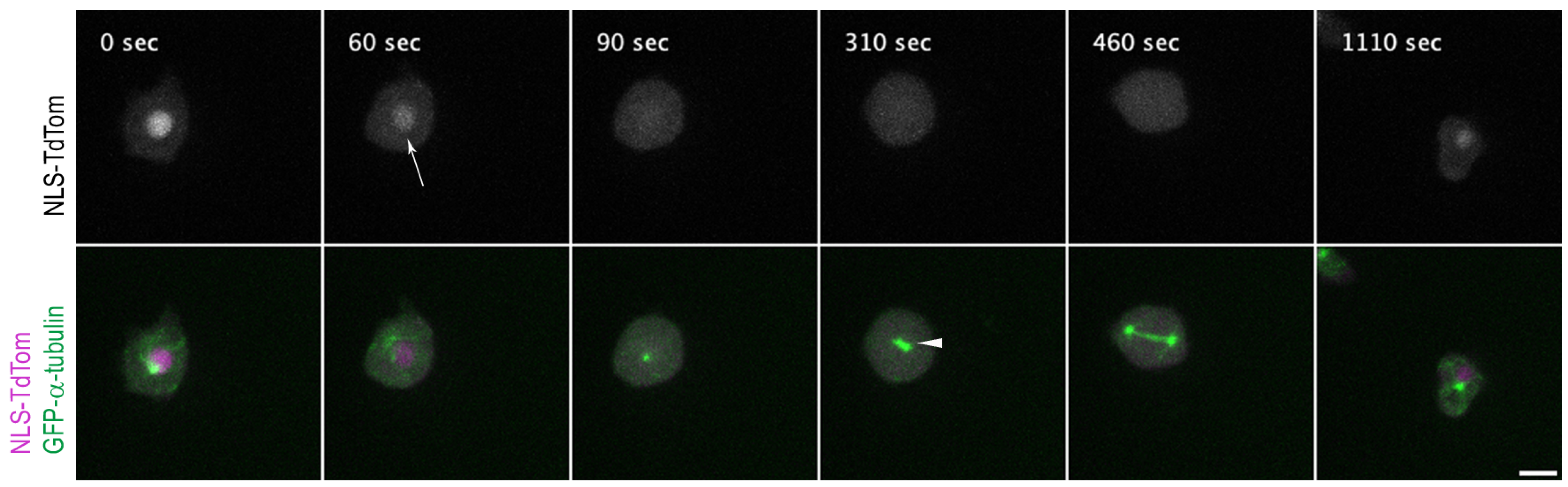 Cells 12 01380 g001 Cells 12 01380 g001