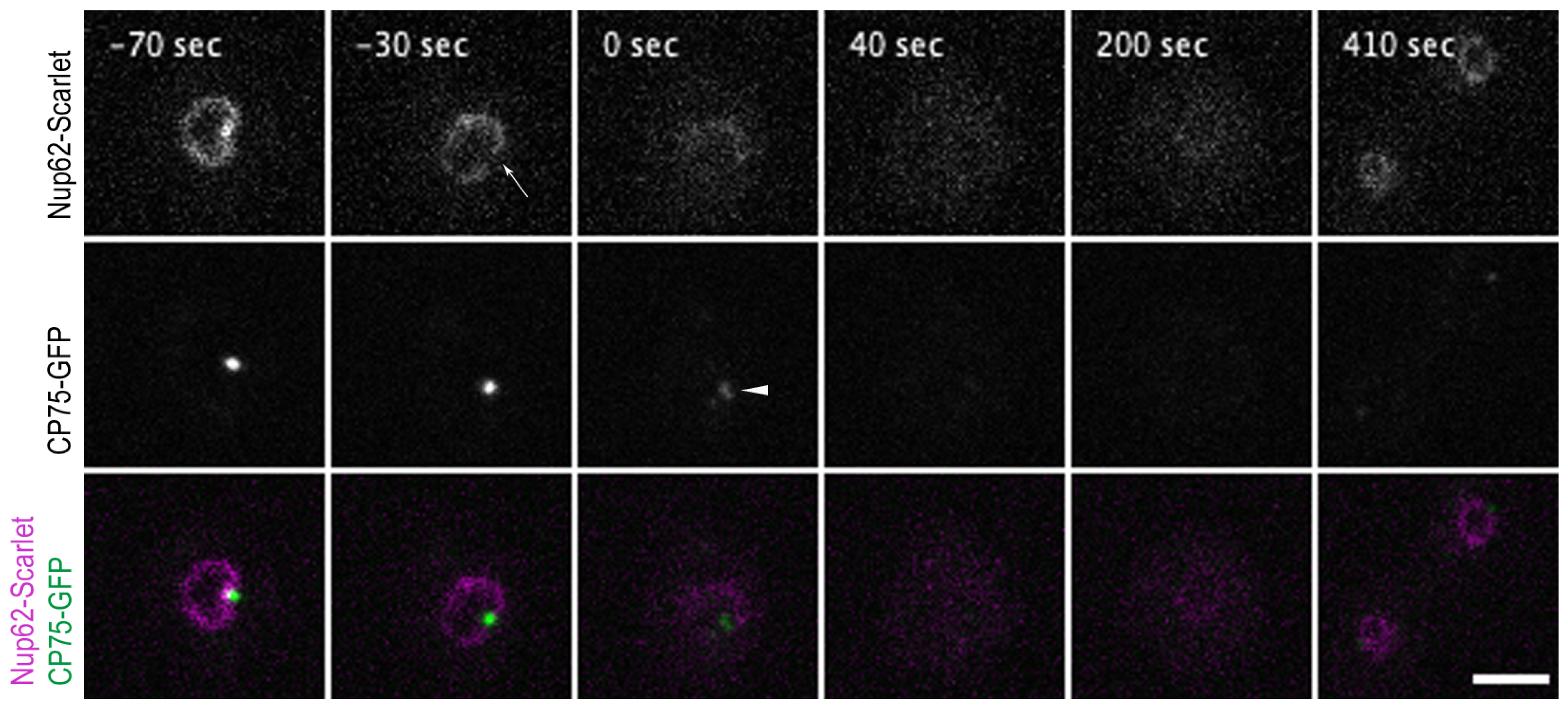 Cells 12 01380 g004 Cells 12 01380 g004