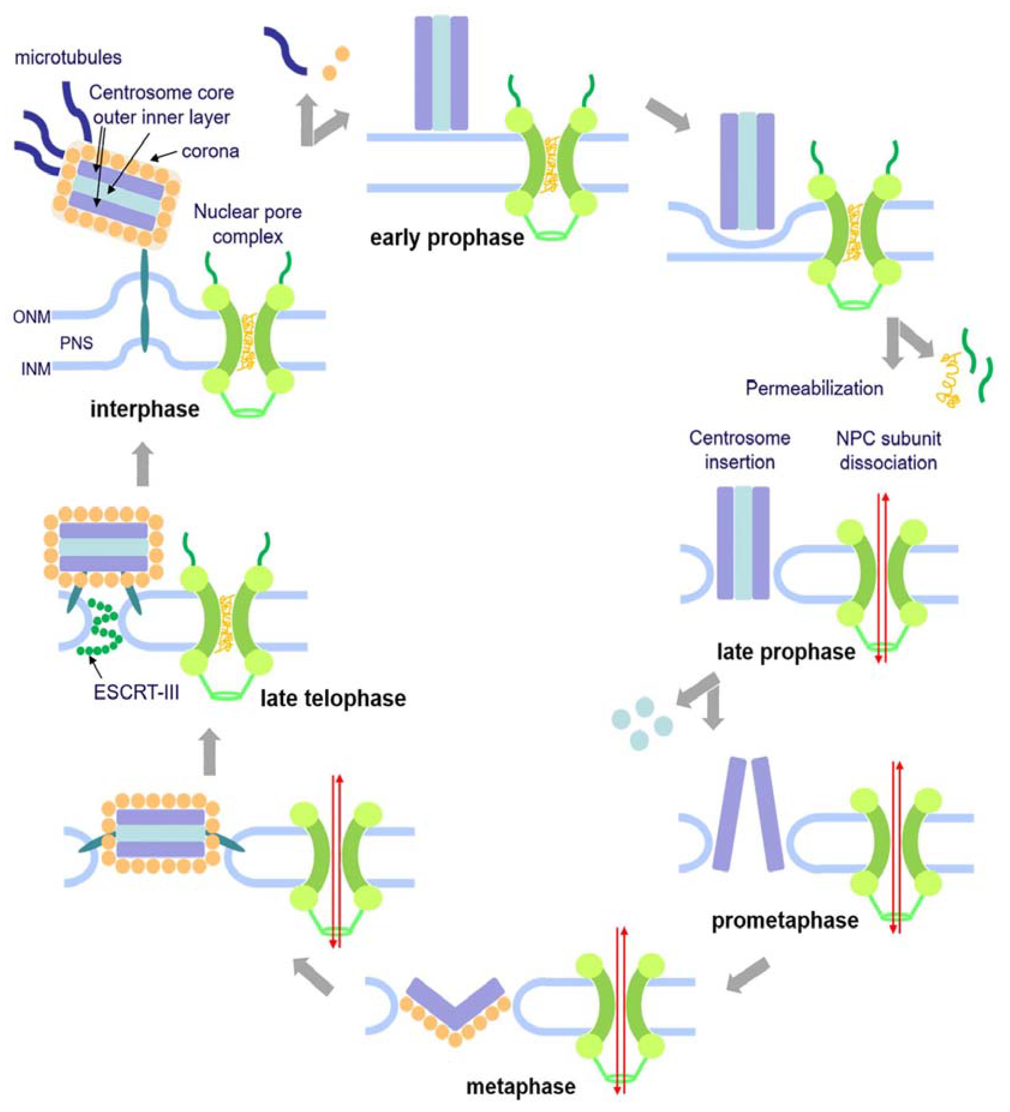 Cells 12 01380 g007 Cells 12 01380 g007