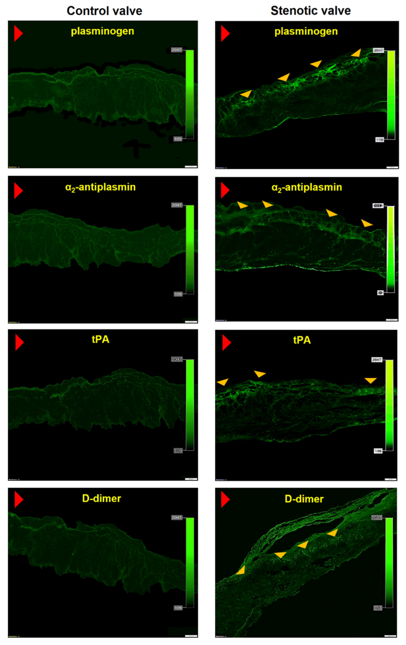 Cells 12 01402 g002 Cells 12 01402 g002