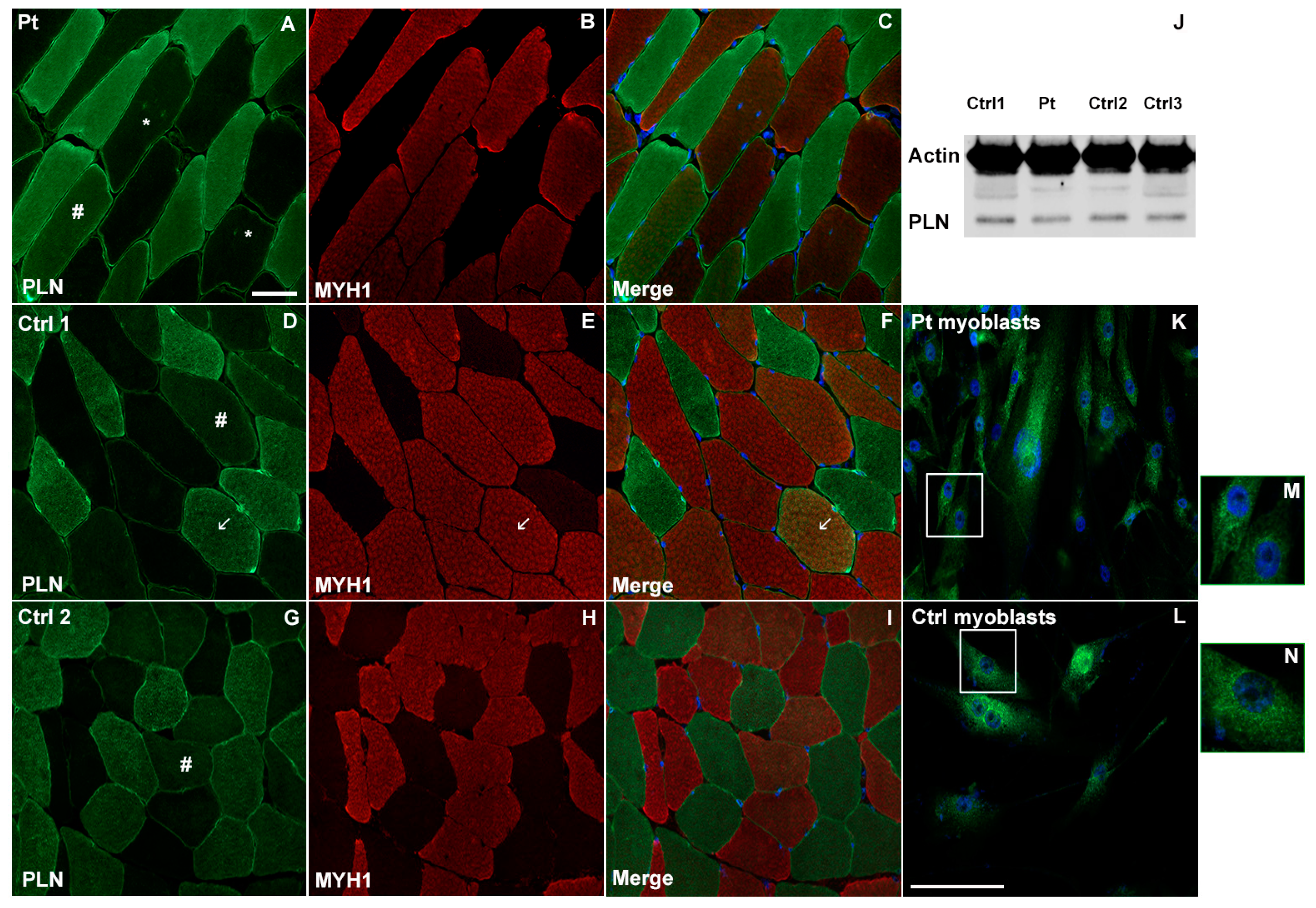 Cells 12 01405 g002 Cells 12 01405 g002