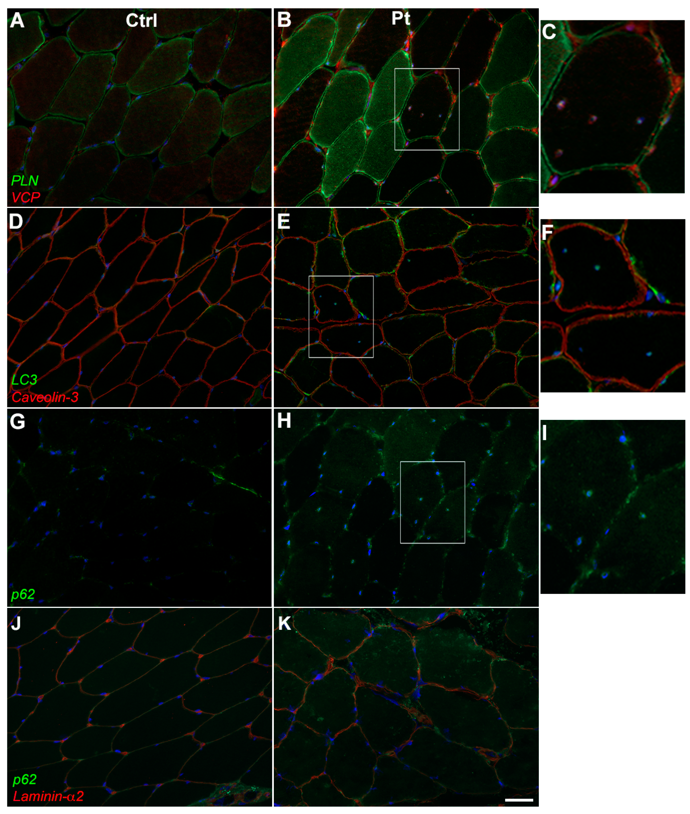 Cells 12 01405 g003 Cells 12 01405 g003