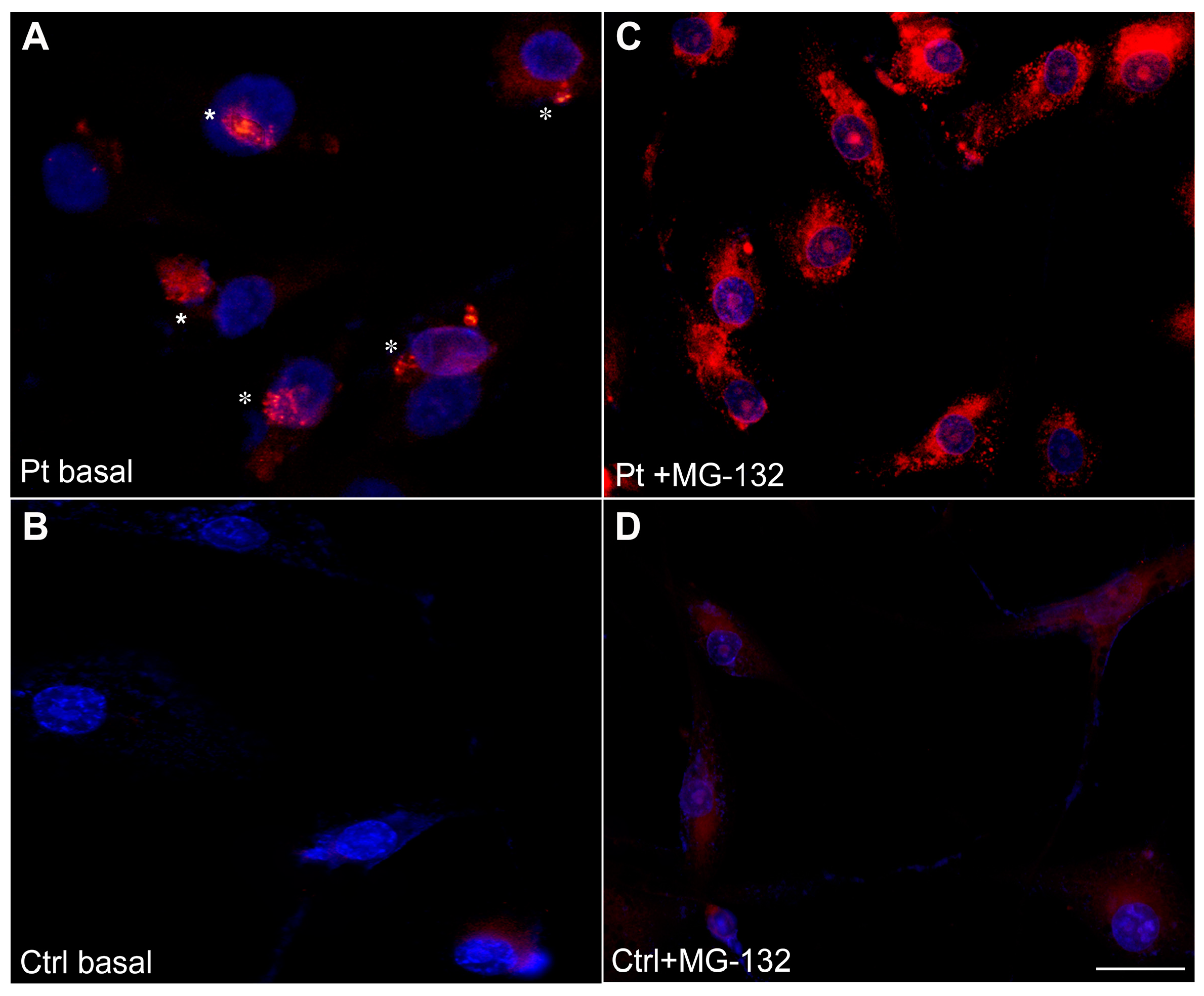 Cells 12 01405 g007 Cells 12 01405 g007