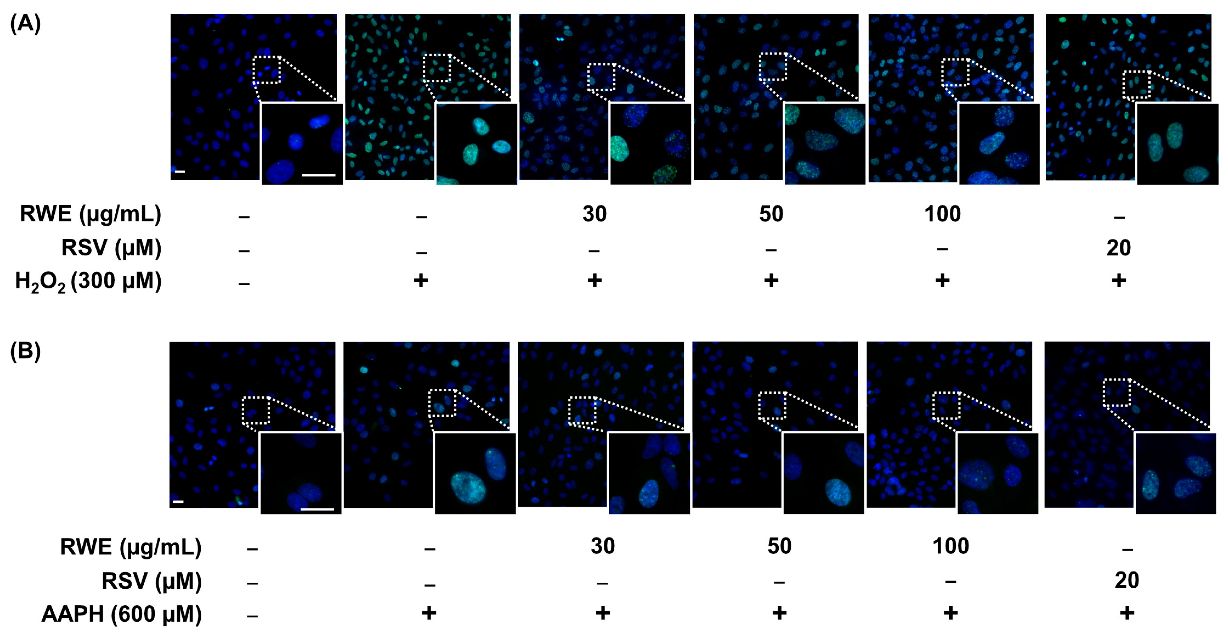 Cells 12 01408 g003