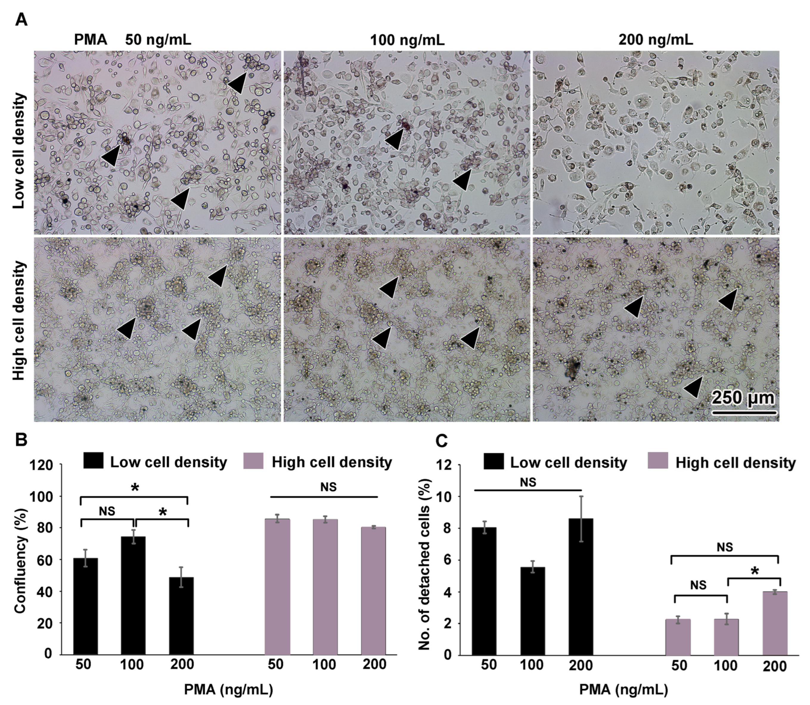 Cells 12 01427 g001
