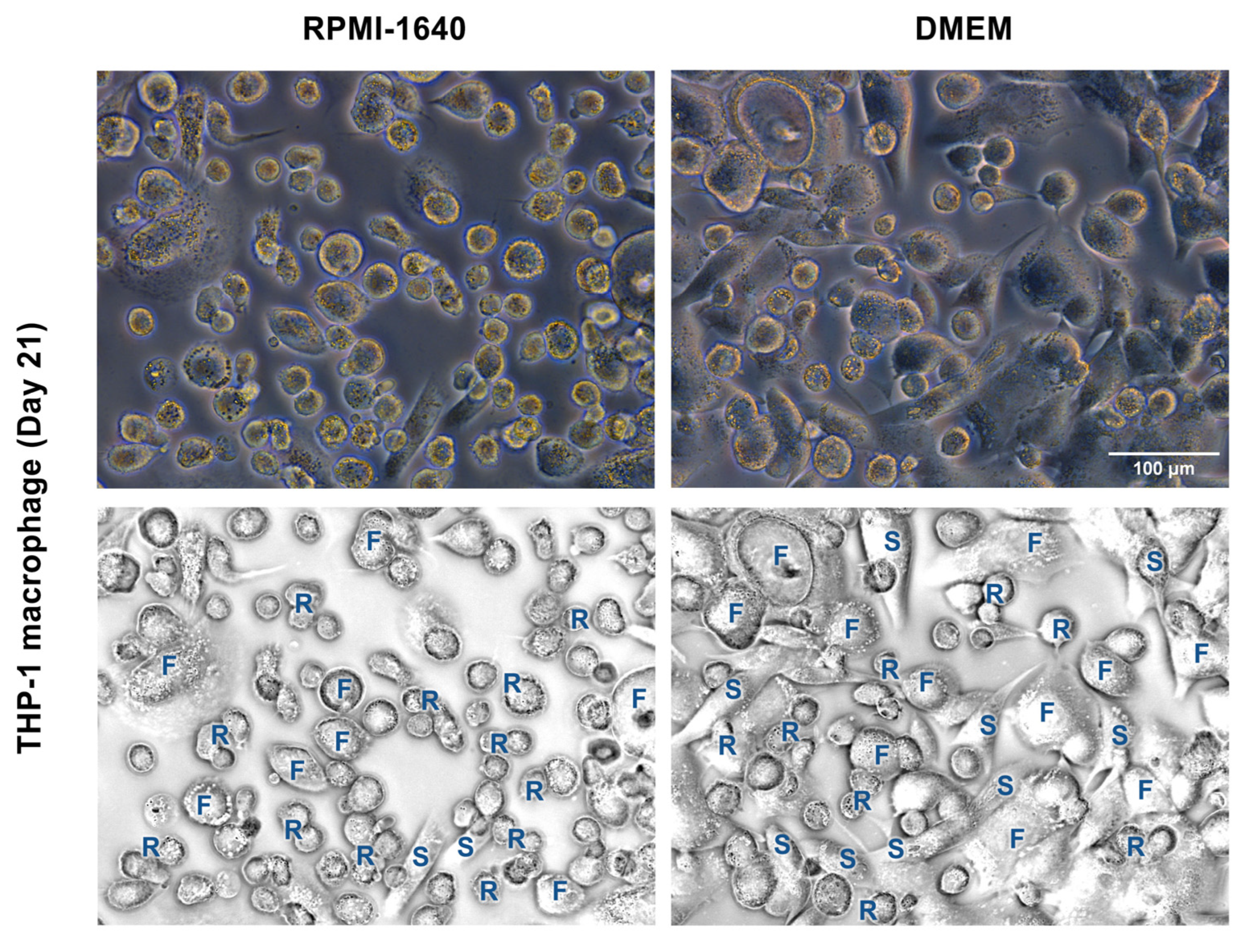 Cells 12 01427 g004