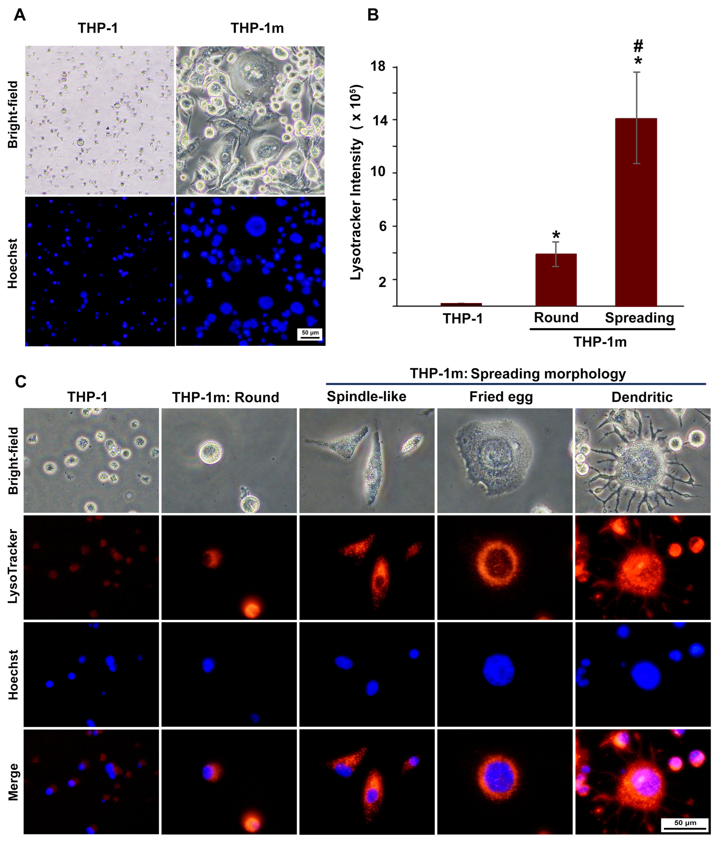 Cells 12 01427 g005