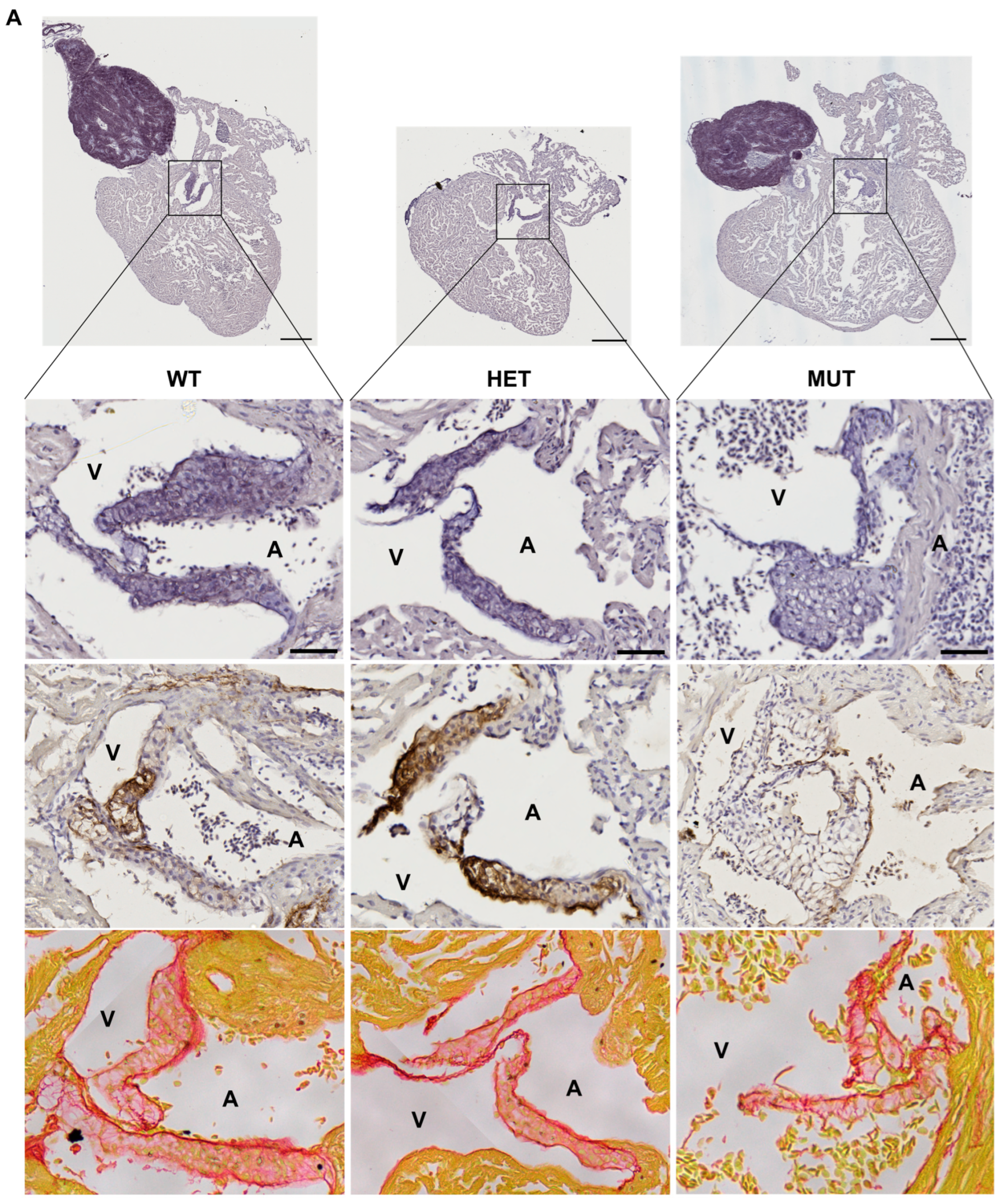 Cells 12 01436 g005a
