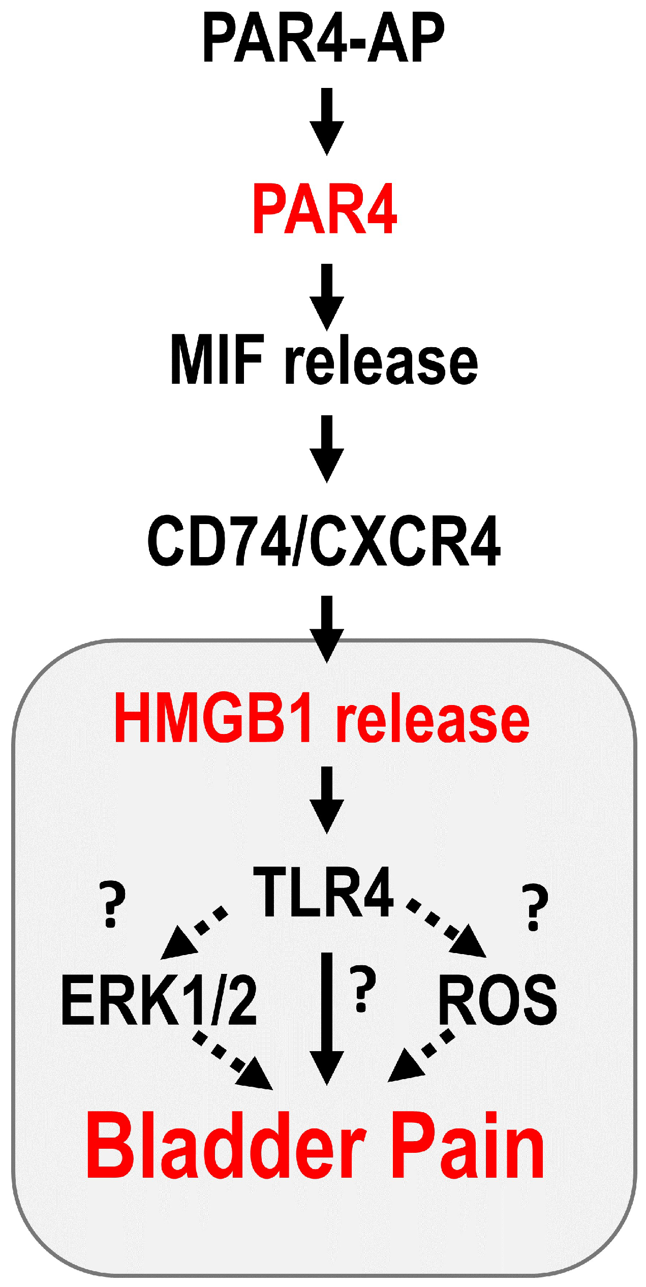 Cells 12 01440 g001 Cells 12 01440 g001