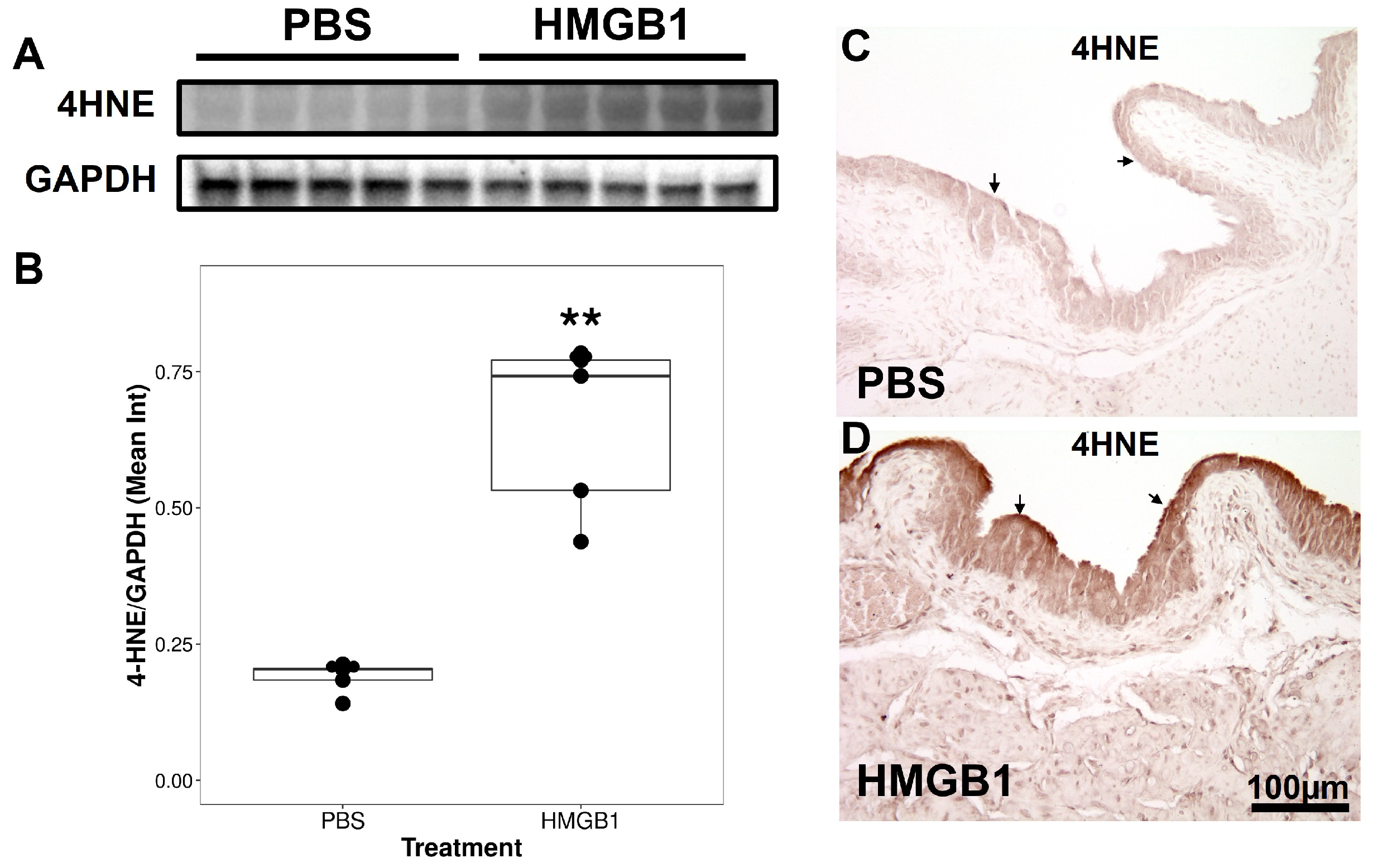 Cells 12 01440 g003 Cells 12 01440 g003