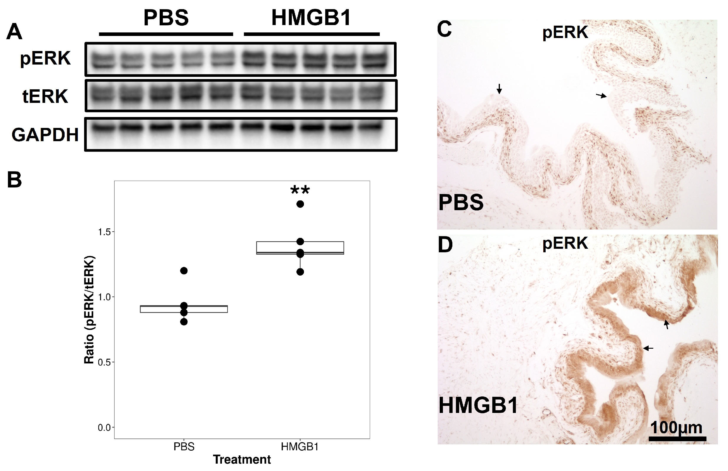 Cells 12 01440 g004 Cells 12 01440 g004