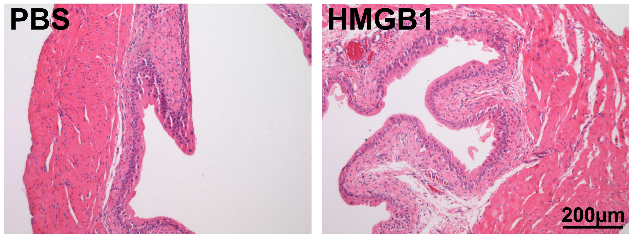 Cells 12 01440 g005 Cells 12 01440 g005